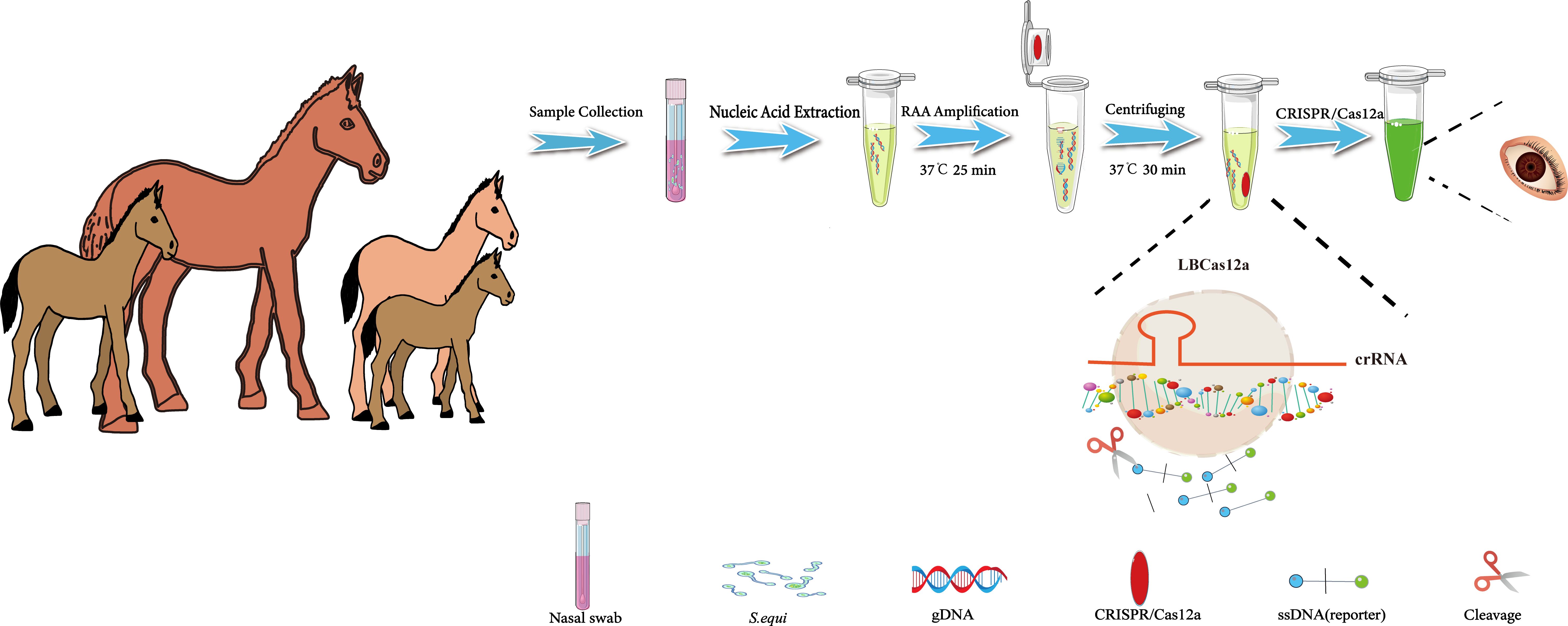 Illustration showing a process involving horses and a CRISPR/Cas12a detection method. On the left, three horses are depicted. An arrow sequence follows, starting from sample collection and nucleic acid extraction, RAA amplification at 37°C for 25 minutes, centrifuging at 37°C for 30 minutes, leading to the CRISPR/Cas12a step. An eye indicates detection. A detailed view shows LbCas12a, crRNA, and cleavage of ssDNA reporters. Additional elements include a nasal swab, S. equi bacteria, and gDNA.