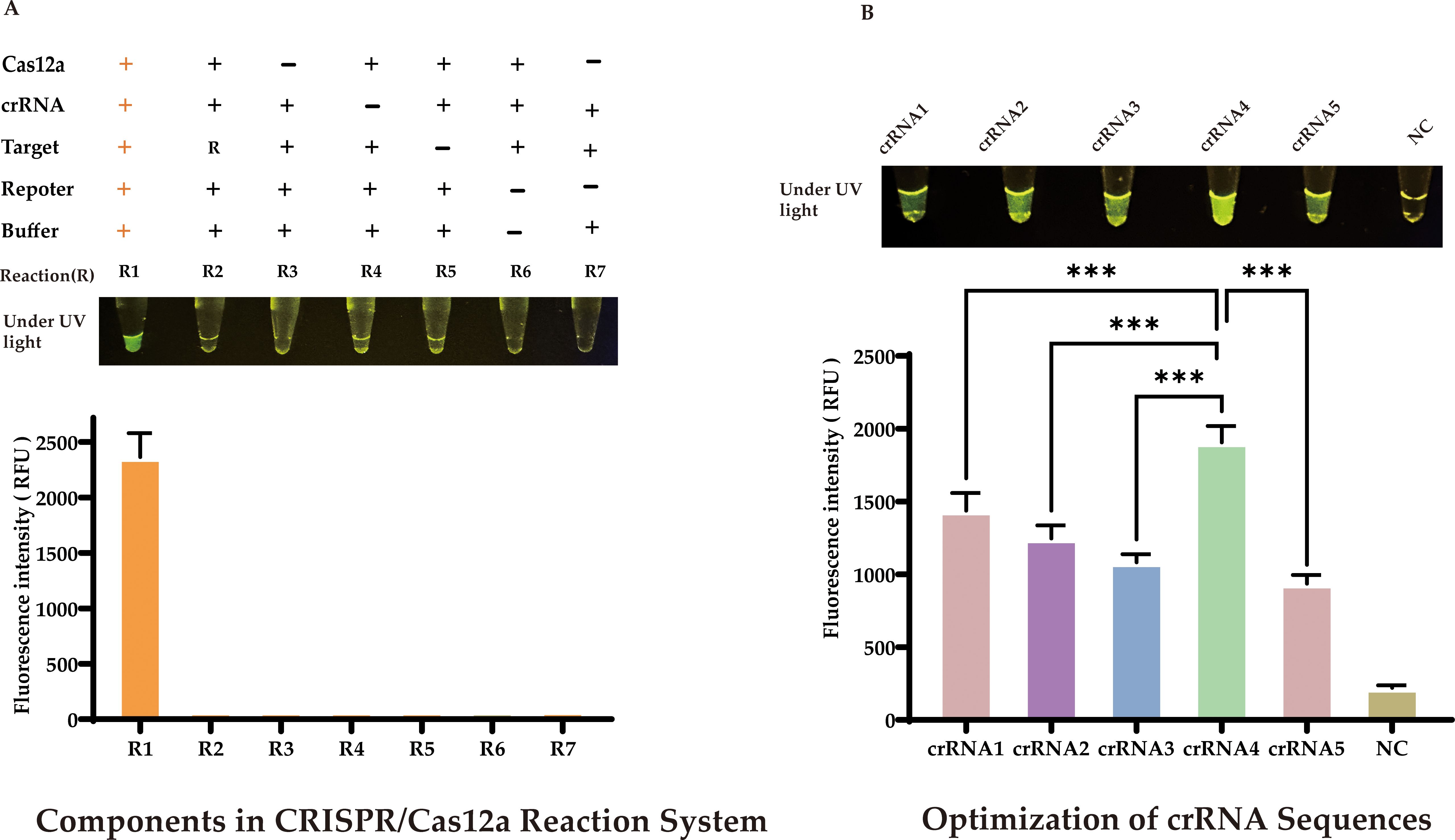 Diagram with two parts (A and B) demonstrating CRISPR/Cas12a reactions. Part A shows seven tubes under UV light with varying fluorescence, indicating different reaction components. A bar chart below displays fluorescence intensity for reactions R1 to R7, with R1 showing the highest intensity. Part B features tubes under UV for five crRNAs and a negative control, with a bar chart showing fluorescence intensities. CrRNA4 displays the highest intensity, with significant differences marked by asterisks.
