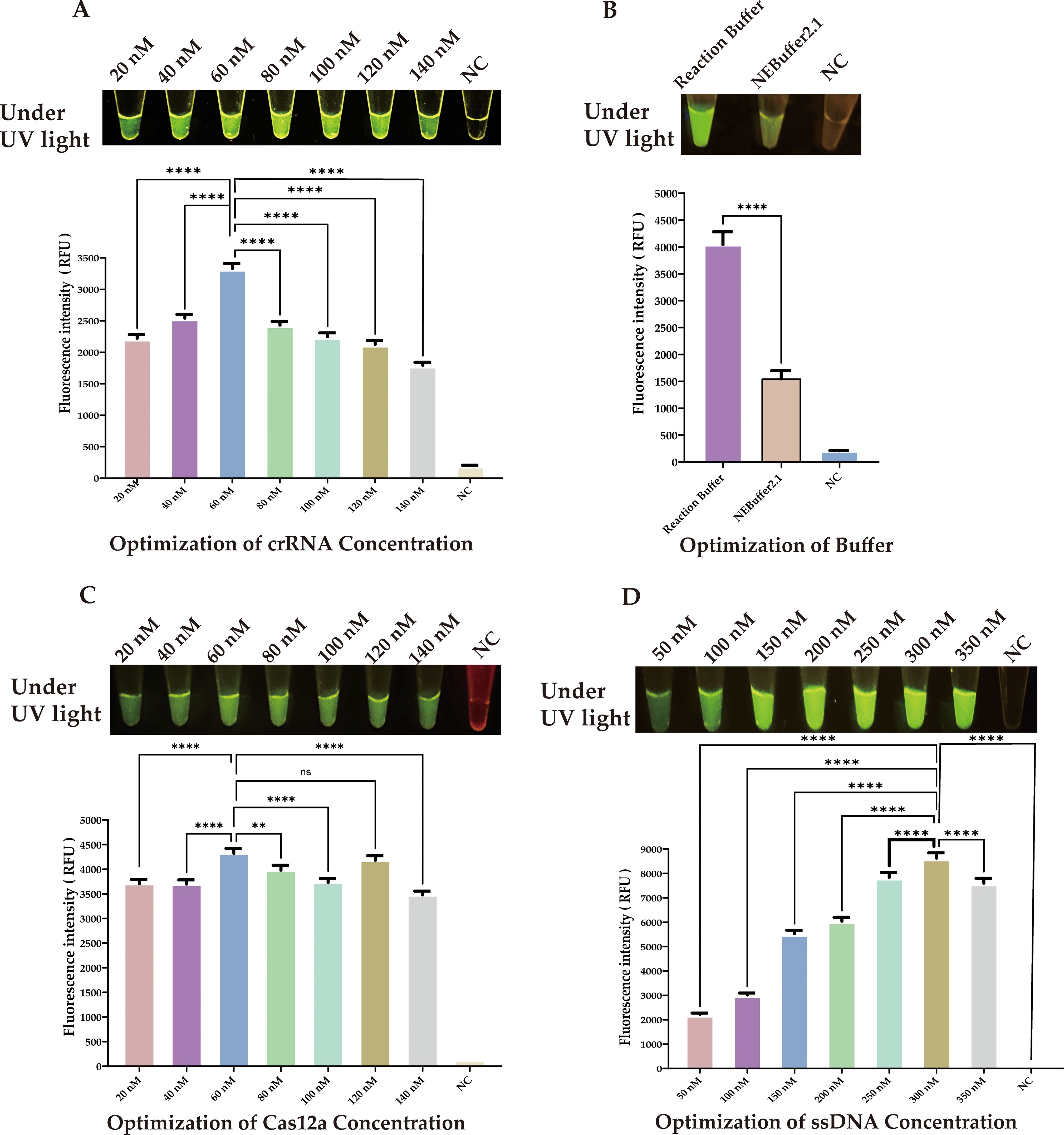 Four panels labeled A to D show optimization experiments with fluorescence intensity measured in relative fluorescence units (RFU) under UV light. Panel A: crRNA concentration optimization, with peak intensity at 60 nanomolar. Panel B: Buffer optimization, with a reaction buffer showing higher fluorescence than NEBuffer 2.1. Panel C: Cas12a concentration optimization, with peak around 100 nanomolar. Panel D: ssDNA concentration optimization, with highest fluorescence at 300 nanomolar. Each panel includes a UV light image and a bar graph of the results. NC denotes the negative control.