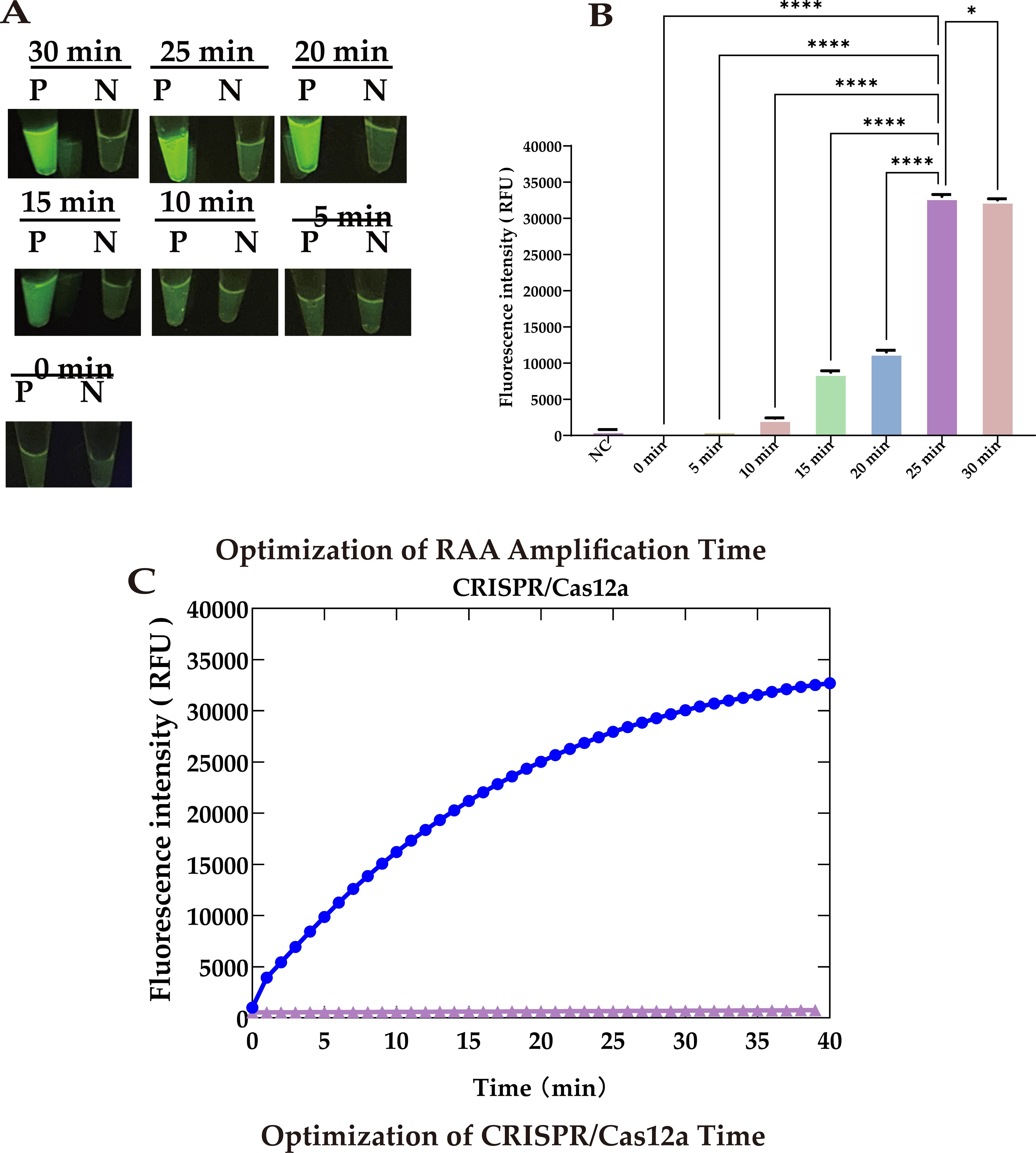 Panel A shows fluorescence results in tubes labeled P and N over time intervals from zero to thirty minutes. Panel B is a bar chart illustrating fluorescence intensity at different times, showing significant increases as time progresses, with statistical significance marked by asterisks. Panel C is a line graph depicting fluorescence intensity over time, rising continuously up to thirty-five minutes.
