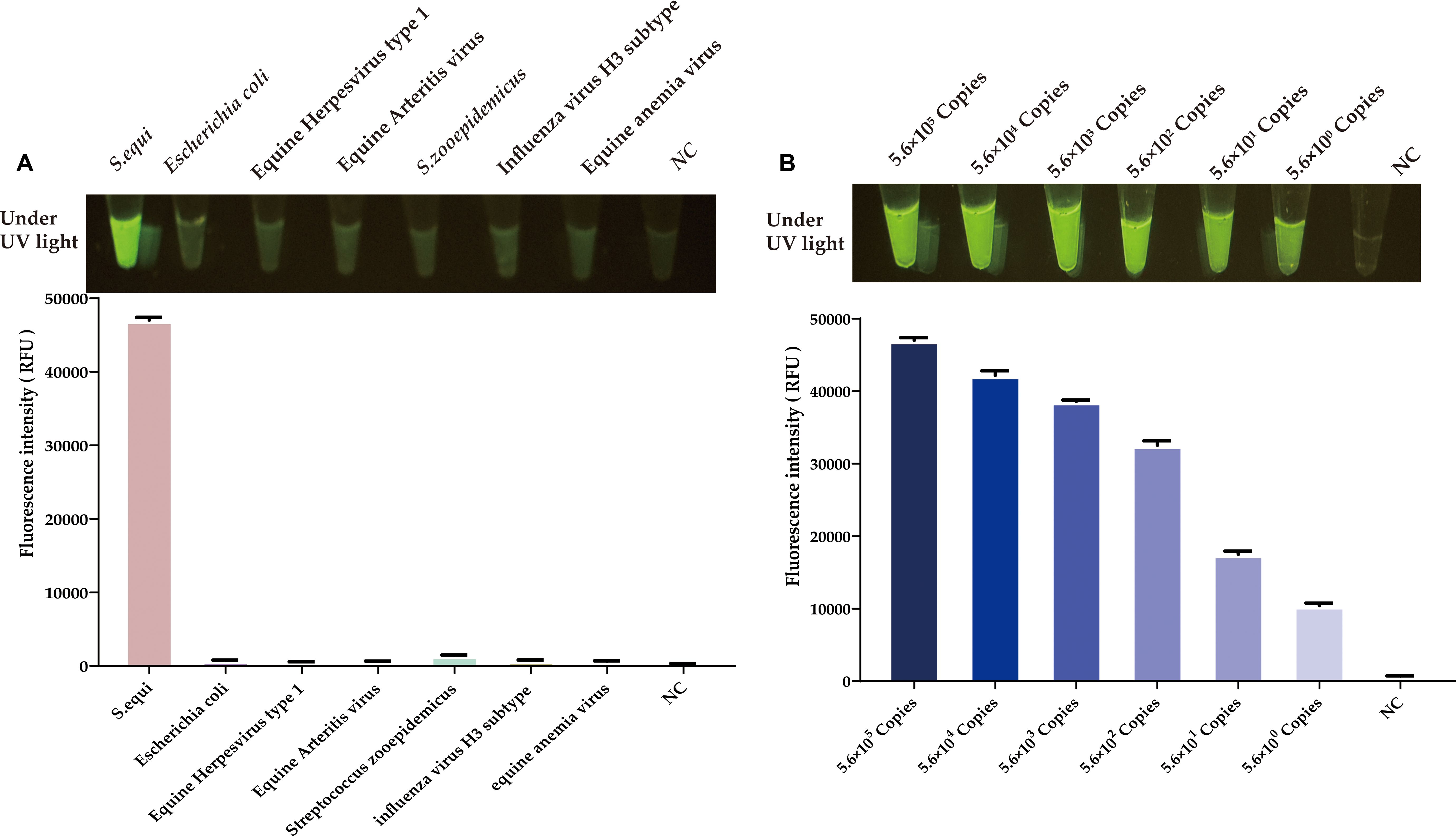 Fluorescence intensity graphs show results for two experiments under UV light. Left: Different pathogens with high fluorescence for *S. equi* only. Right: Serial dilutions of DNA copies showing decreasing fluorescence from 5.6 x 10^5 to 5.6 x 10^0 copies, with the highest intensity at higher copy numbers. Both include control samples (NC) with low fluorescence.