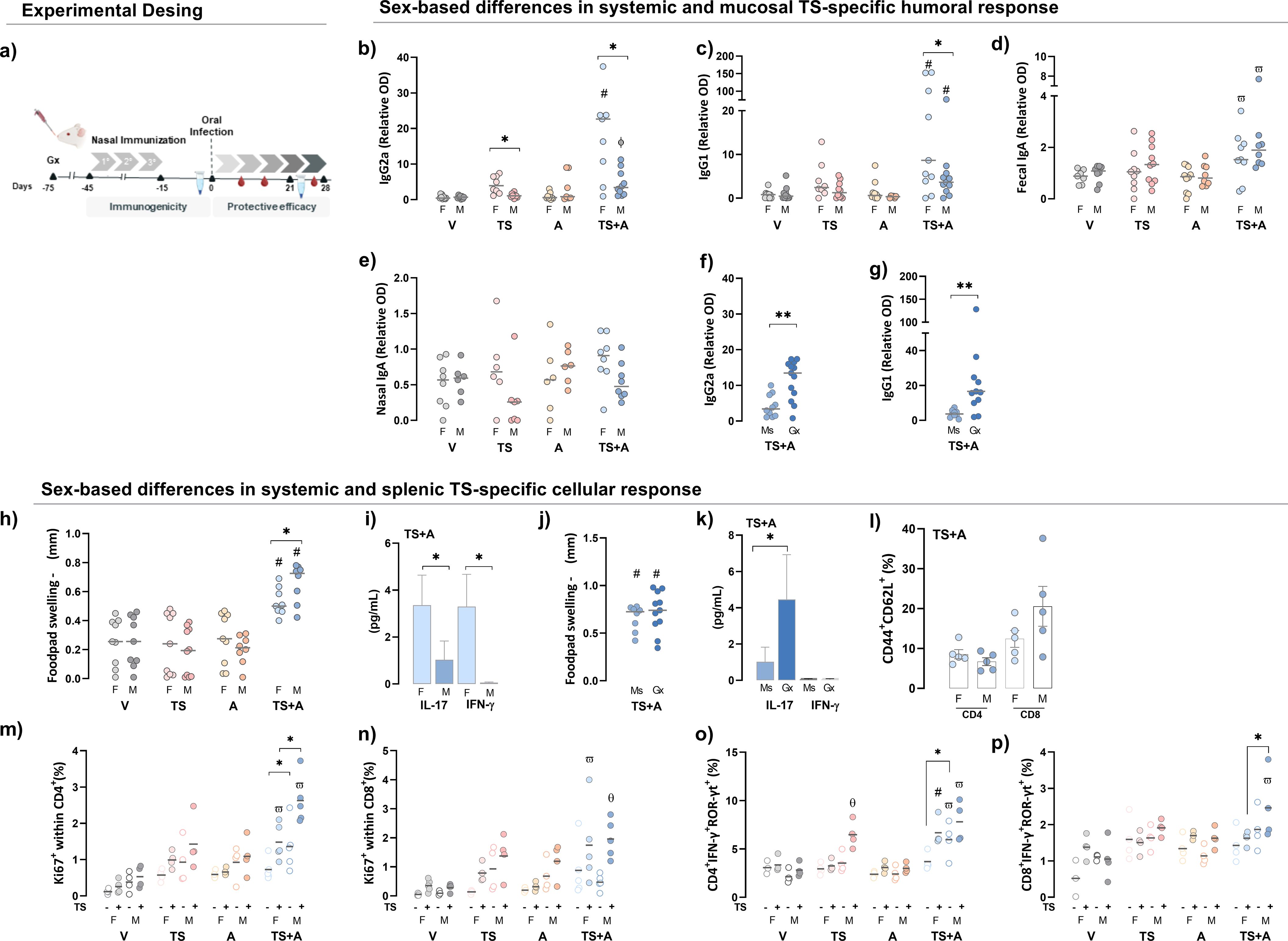 Experimental design includes an illustration and multiple graphs showing sex-based differences in systemic and splenic TS-specific responses. Graphs (b-g) detail IgG2a, IgG1, fecal IgA, nasal IgA levels, with significant variations marked. Graphs (h-p) display footpad swelling, cytokine levels, and cellular responses like Ki67 within CD4/CD8, with specific responses highlighted by symbols.