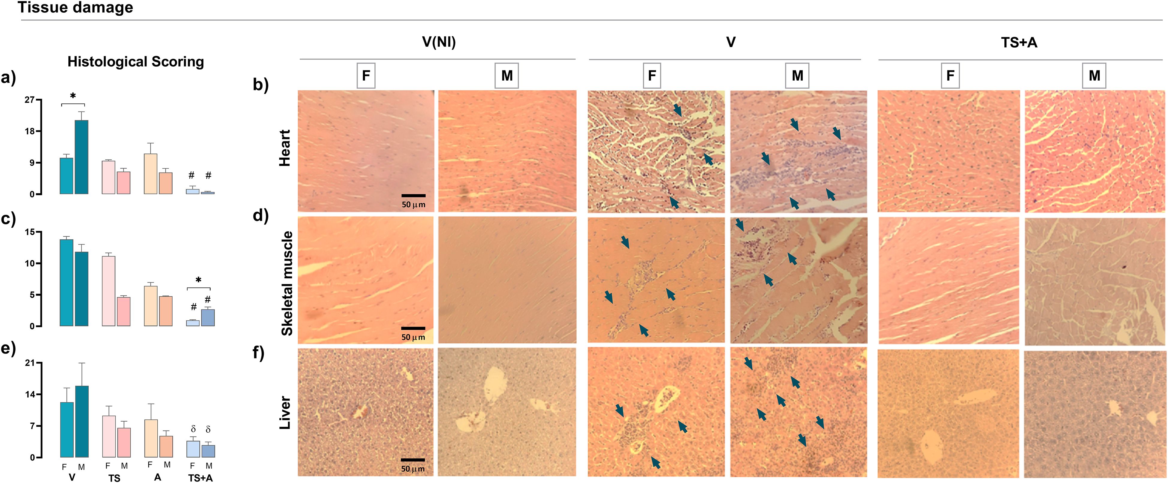 Histological scoring and microscopy images show tissue damage in heart, skeletal muscle, and liver. Bar graphs (panels a, c, e) compare tissue damage scores across different groups. Microscopy images (panels b, d, f) depict histology for female and male subjects under different conditions: V(NI), V, and TS+A. Arrows indicate areas of tissue damage, with scale bars at fifty micrometers.