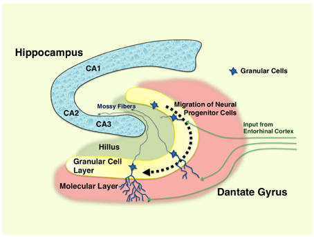 Frontiers Stress Glucocorticoid Hormones And