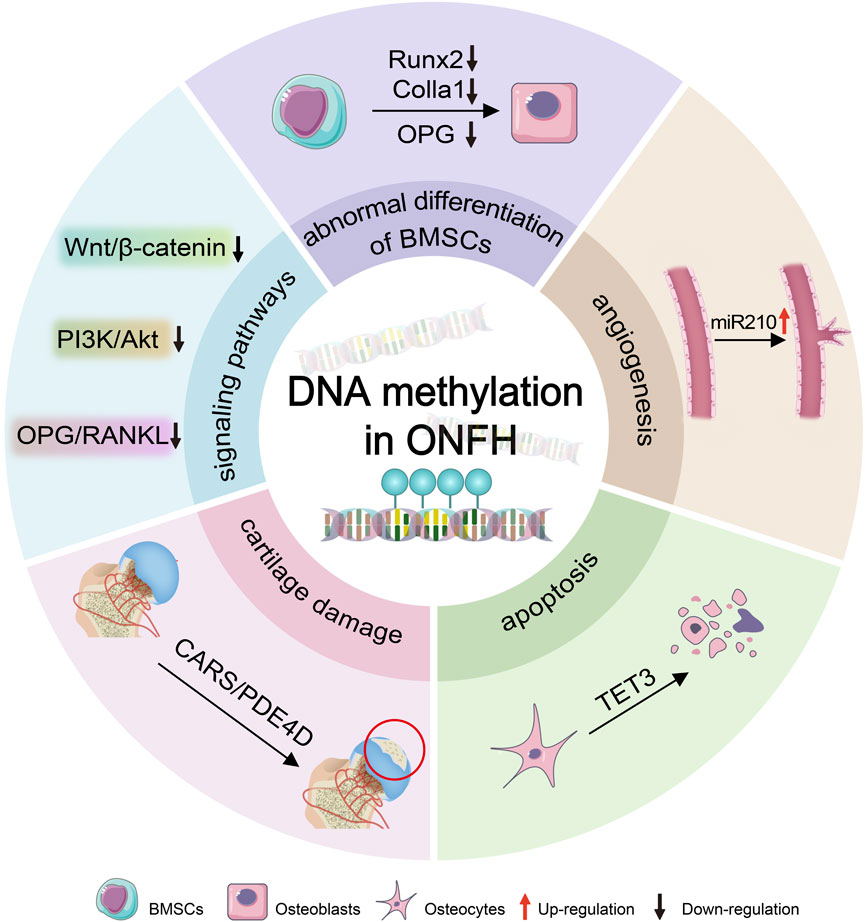 DNA methylation leads to ONFH. DNA methylation induces the progression of ONFH by epigenetically regulating osteogenesis-related genes (e.g., Runx2, Colla1, and OPG), signaling pathways (e.g., Wnt/β-catenin, PI3K/Akt, and OPG/RANKL), and miRNAs (such as miR210), thereby driving deteriorations in osteogenic differentiation of BMSCs mediated by osteogenic-related genes , impaired angiogenesis regulated by miR210, osteocytes apoptosis mediated by TET3, and cartilage degradation involved by CARS. BMSCs: bone marrow mesenchymal stem cells; ONFH: osteonecrosis of the femoral head.