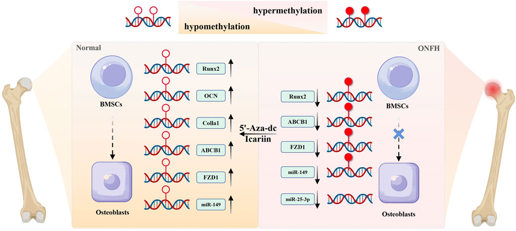 The role of DNA methylation on abnormal differentiation of BMSCs. Hypermethylation of osteogenic genes epigenetically silences their expression, thereby inhibiting osteogenic differentiation of BMSCs during the development of ONFH. DNA demethylating agents (e.g., 5-aza-dc) could reverse this hypermethylation, restoring expression level of genes such as Runx2, OCN, Colla1, ABCB1, FZD1, and promoting osteogenic differentiation from BMSCs to osteoblasts. Icariin exerts similar pro-osteogenic effects via DNA demethylation, highlighting its therapeutic potential for ONFH.