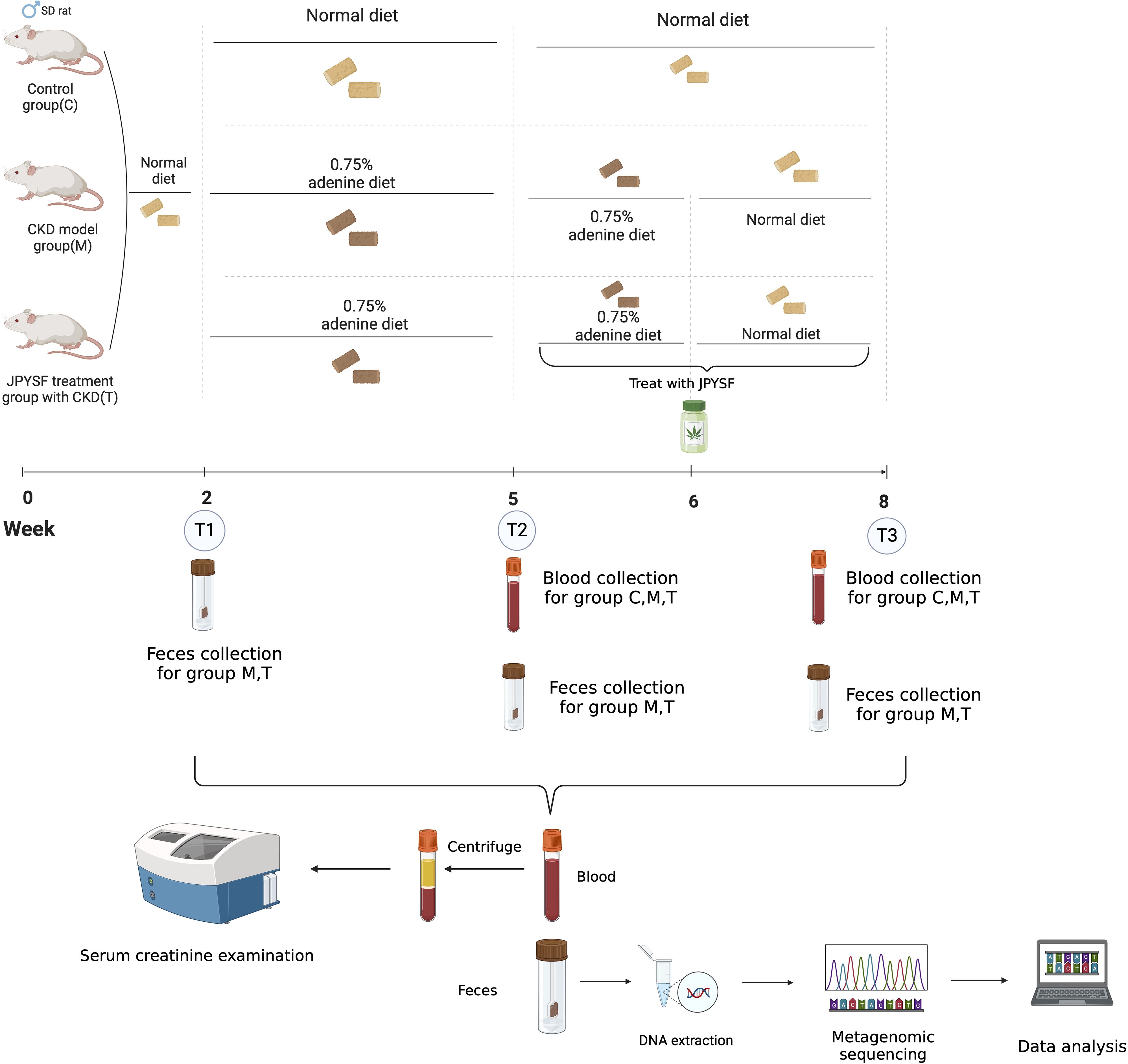 Experimental design diagram illustrating the study of three rat groups: Control, CKD model, and JPYF treatment. The process includes varying diets, feces and blood collection at weeks two, five, six, and eight for creatinine examination and metagenomic sequencing, culminating in data analysis.
