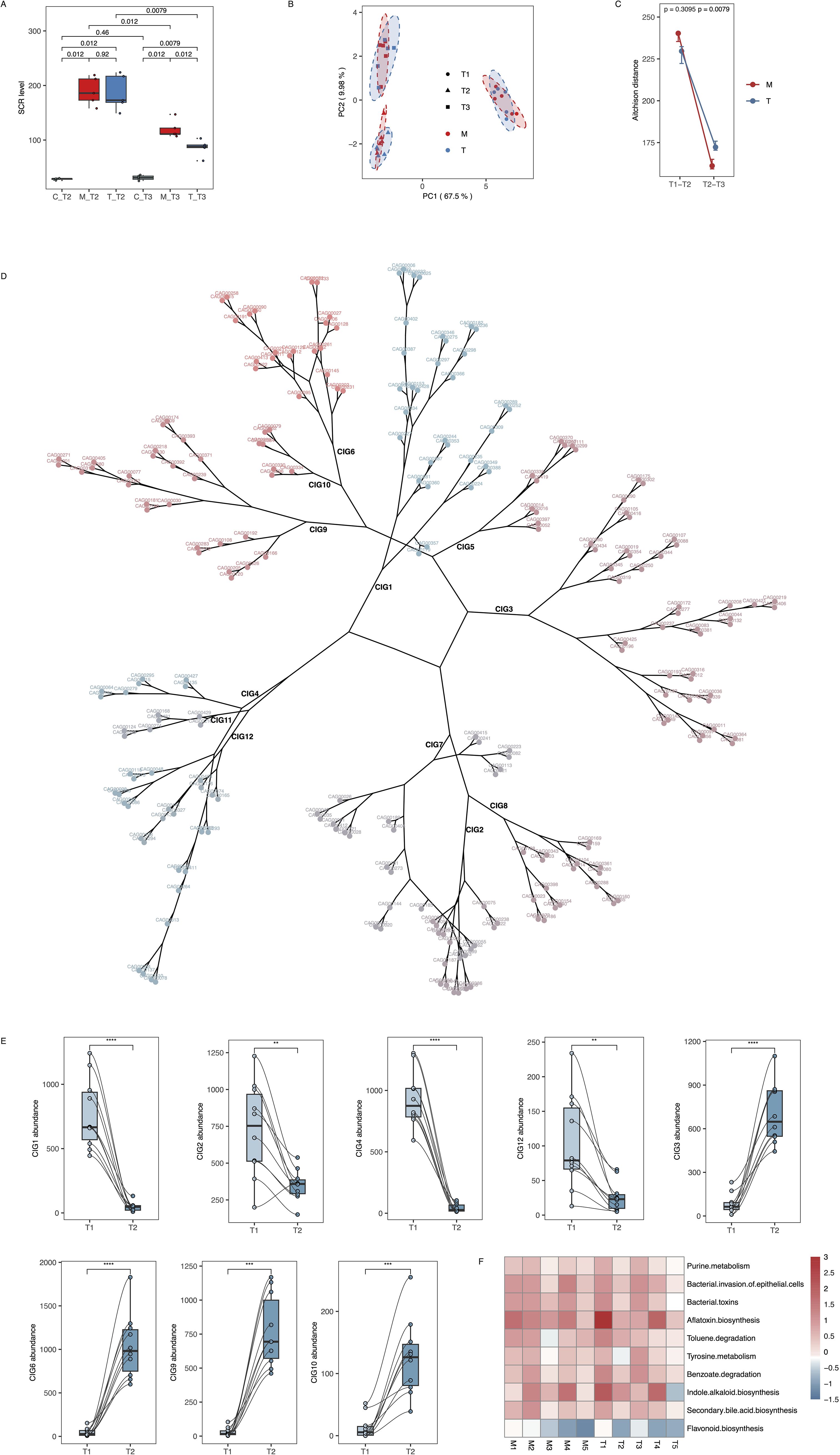 Composite image with multiple figures: A) Box plot comparing SCR levels across different conditions, showing significant differences with p-values labeled. B) PCA plot displaying data distribution for T1, T2, T3, M, and T groups, with distinct clusters. C) Line graph illustrating adhesion distance for M and T groups over time with significance noted. D) Phylogenetic tree with CGI clusters labeled, showing relationships and colored by group. E) Box plots detailing abundance of CGI clusters from T1 to T2, indicating notable changes. F) Heatmap depicting various metabolic pathways' activity levels, color-coded from low (blue) to high (red).