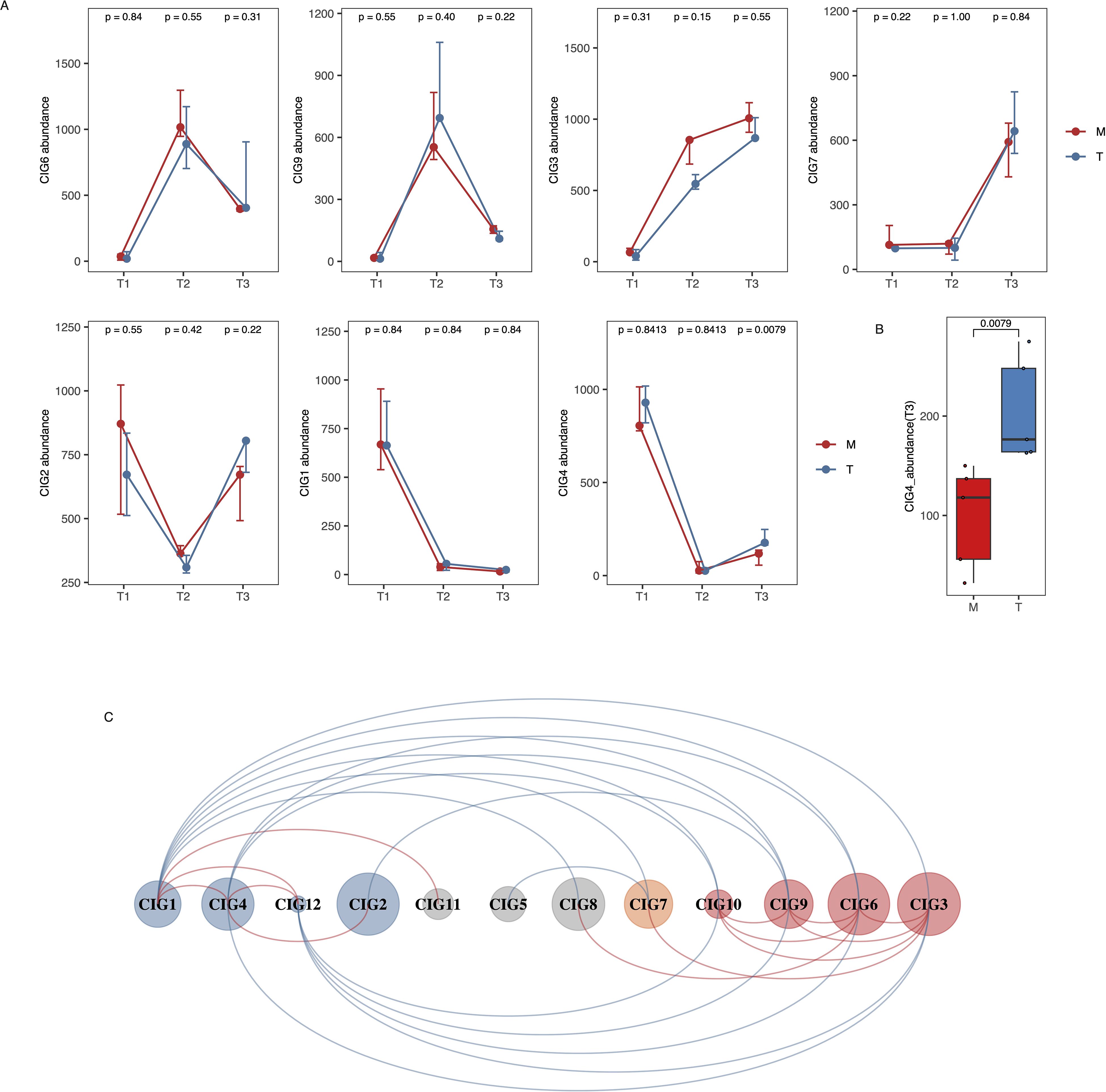 Graphs and a network diagram visualize data across different conditions and time points. Panel A shows six line graphs comparing M and T groups, with p-values indicating significance levels. Panel B is a box plot showing CIG4 abundance at T3 between M and T, highlighting a significant difference. Panel C features a network diagram illustrating relationships among CIG groups, with connecting lines indicating interactions.