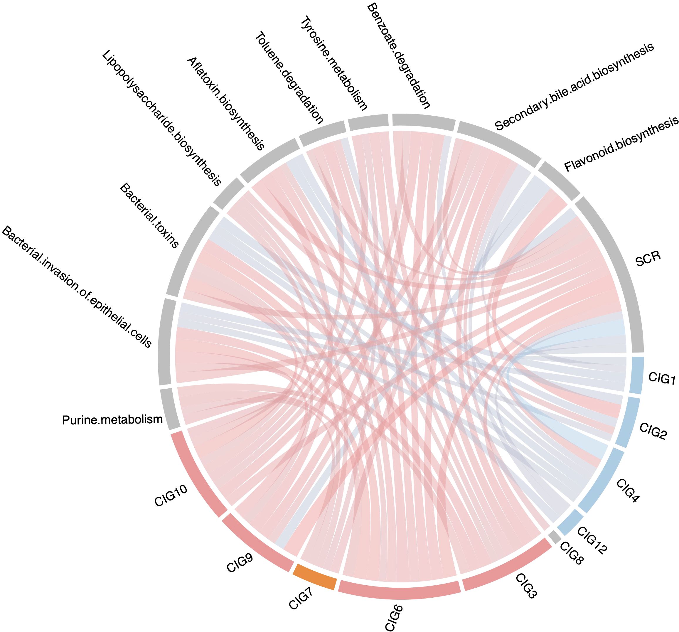 Circular diagram illustrating the relationship between various biological processes and components. Processes like purine metabolism, bacterial toxins, and flavonoid biosynthesis are linked to clusters labeled CIG1 through CIG12 and SCR. Red and blue lines indicate connections between these elements.