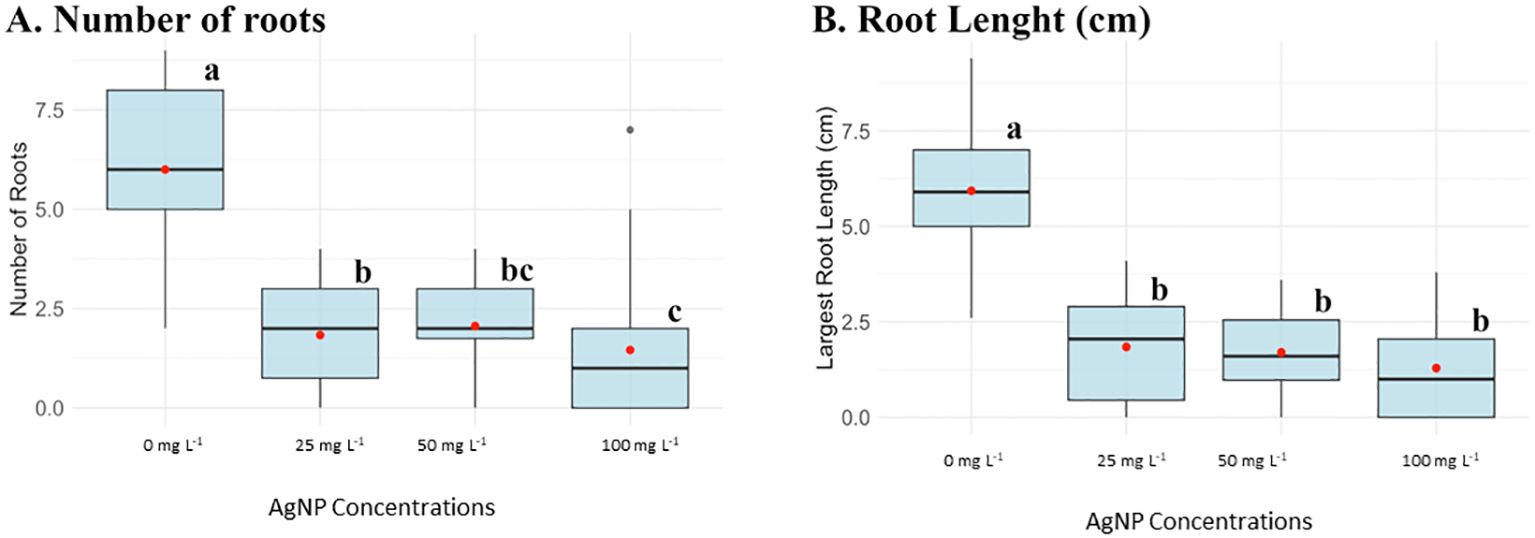 Box plots showing the effect of silver nanoparticle (AgNP) concentrations on root growth. Panel A illustrates the number of roots, with highest at zero parts per million, decreasing as concentration increases. Panel B shows root length, also highest at zero parts per million, reducing with higher concentrations. Red dots indicate mean values. Different letters (a, b, c) denote statistically significant differences.