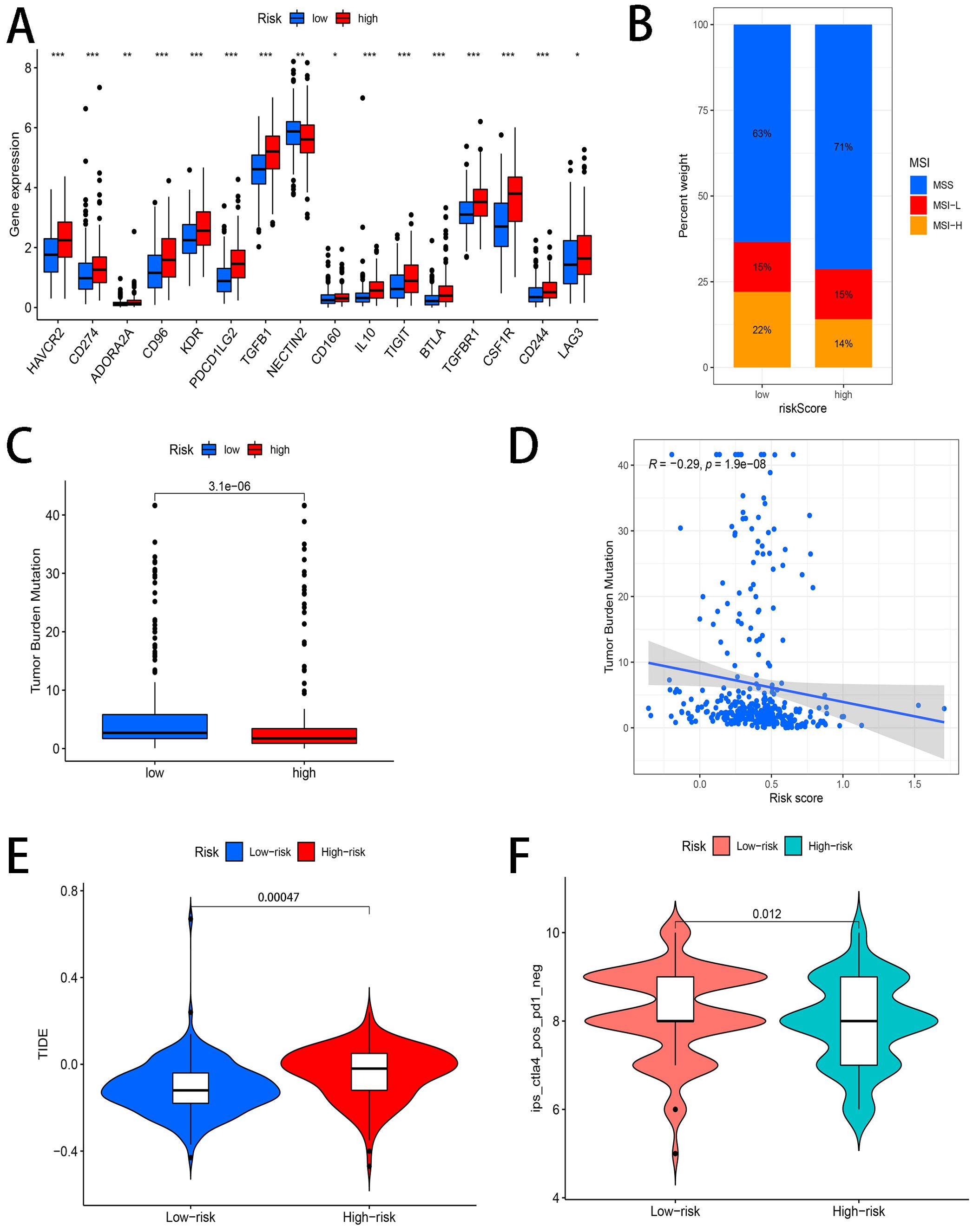 Panel A shows box plots of gene expressions comparing low and high-risk groups, with significant differences marked by asterisks. Panel B is a bar chart depicting the proportion of MSI statuses across risk scores. Panel C presents a box plot comparing tumor burden mutation between risk groups, with a significant p-value. Panel D is a scatter plot demonstrating a negative correlation between tumor burden mutation and risk scores. Panel E features violin plots of TIDE scores by risk, highlighting a p-value. Panel F shows violin plots for an immune cell interaction metric across risk groups with another p-value.
