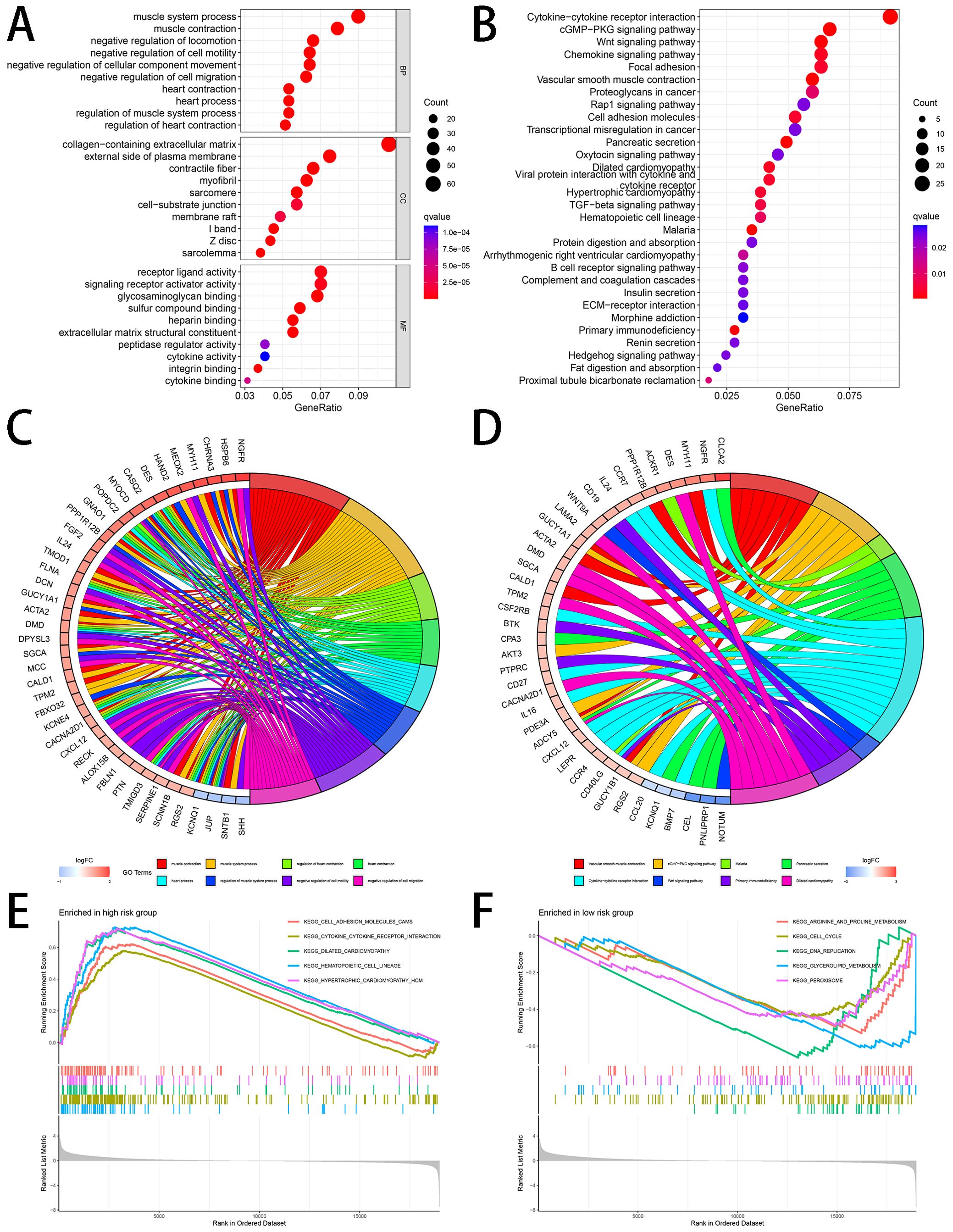 Panel A shows a dot plot of gene ontology terms related to muscle and cellular processes, with gene ratios and q-values. Panel B displays a similar plot for signaling pathways and receptors. Panels C and D are circular chord diagrams illustrating gene interactions with color-coded gene ontologies. Panels E and F are enrichment plots showing pathways enriched in high and low-risk groups with ranked datasets and enrichment scores.