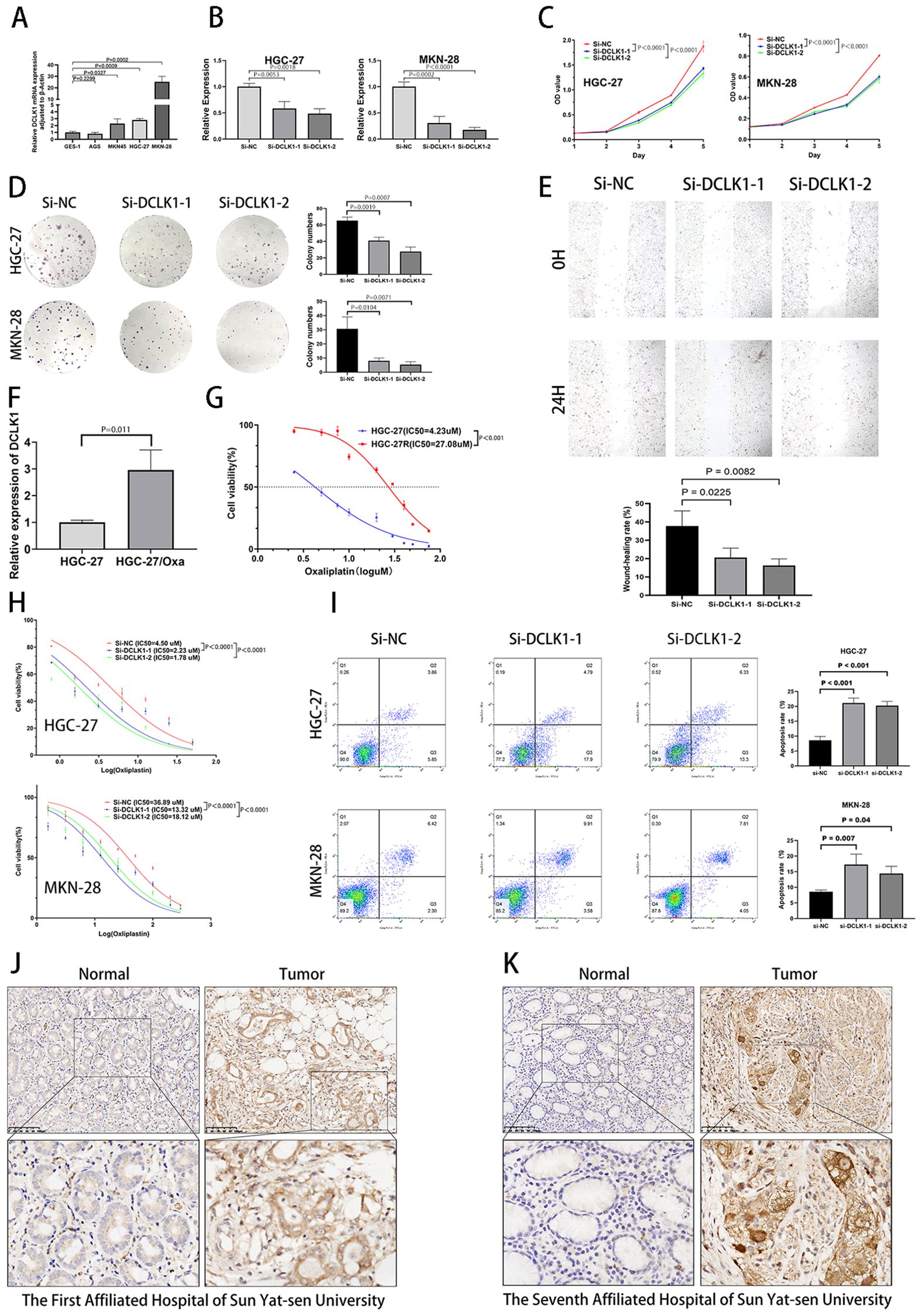 A series of scientific graphs and images depicting various experiments related to DCLK1 expression in gastric cancer cells. Panels A and B show bar graphs of DCLK1 expression levels in different cell lines. Panel C presents growth curves for HGC-27 and MKN-28 cells. Panel D shows colony formation assays with corresponding bar graphs. Panel E displays wound-healing assays at 0 and 24 hours, with a bar graph illustrating wound closure percentages. Panel F highlights relative expression of DCLK1. Panel G features a line graph of cell viability against oxaliplatin concentration. Panel H shows cell viability under different conditions. Panel I contains flow cytometry plots for apoptosis analysis and accompanying bar graphs. Panels J and K are histological images comparing normal and tumor tissues from Sun Yat-sen University hospitals.
