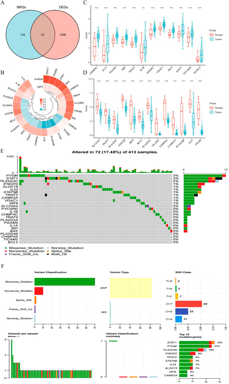 Venn diagram (A) shows overlap of 25 genes between 134 NRGs and 3346 DEGs. Circular heatmap (B) illustrates expression changes of various genes. Box plots (C, D) compare gene expression in normal vs. tumor samples. Mutation landscape (E) highlights alterations in 72 of 412 samples with color-coded mutation types. Bar charts (F) display variant classifications, types, SNV class, and top mutated genes, with STAT1 and PYGM having highest percentages.