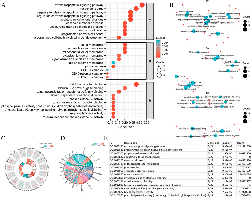 Composite image of gene ontology analysis results, including: A) A dot plot showing gene ratios across biological processes (BP), cellular components (CC), and molecular functions (MF) with varying significance levels. B) Three network diagrams for BP, CC, and MF, illustrating relationships between terms with different counts. C) Circular bar plot displaying LogFC values for up and downregulated genes. D) Circular diagram highlighting interactions between different gene sets. E) Table listing gene ontology terms, descriptions, gene ratios, adjusted p-values, and z-scores.