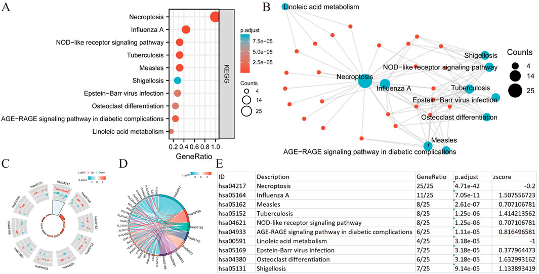 Composite image showing various biological pathways related to gene expression. Panel A displays a bubble plot of pathways like necroptosis and influenza A, indicating GeneRatio and p-values. Panel B shows a network diagram connecting pathways such as linoleic acid metabolism and shigellosis, with node sizes representing counts. Panel C features a circular plot of LogFC values for several genes. Panel D has a chord diagram linking genes to pathways with color-coded log fold changes. Panel E is a table listing pathways, their GeneRatio, adjusted p-values, and z-scores.
