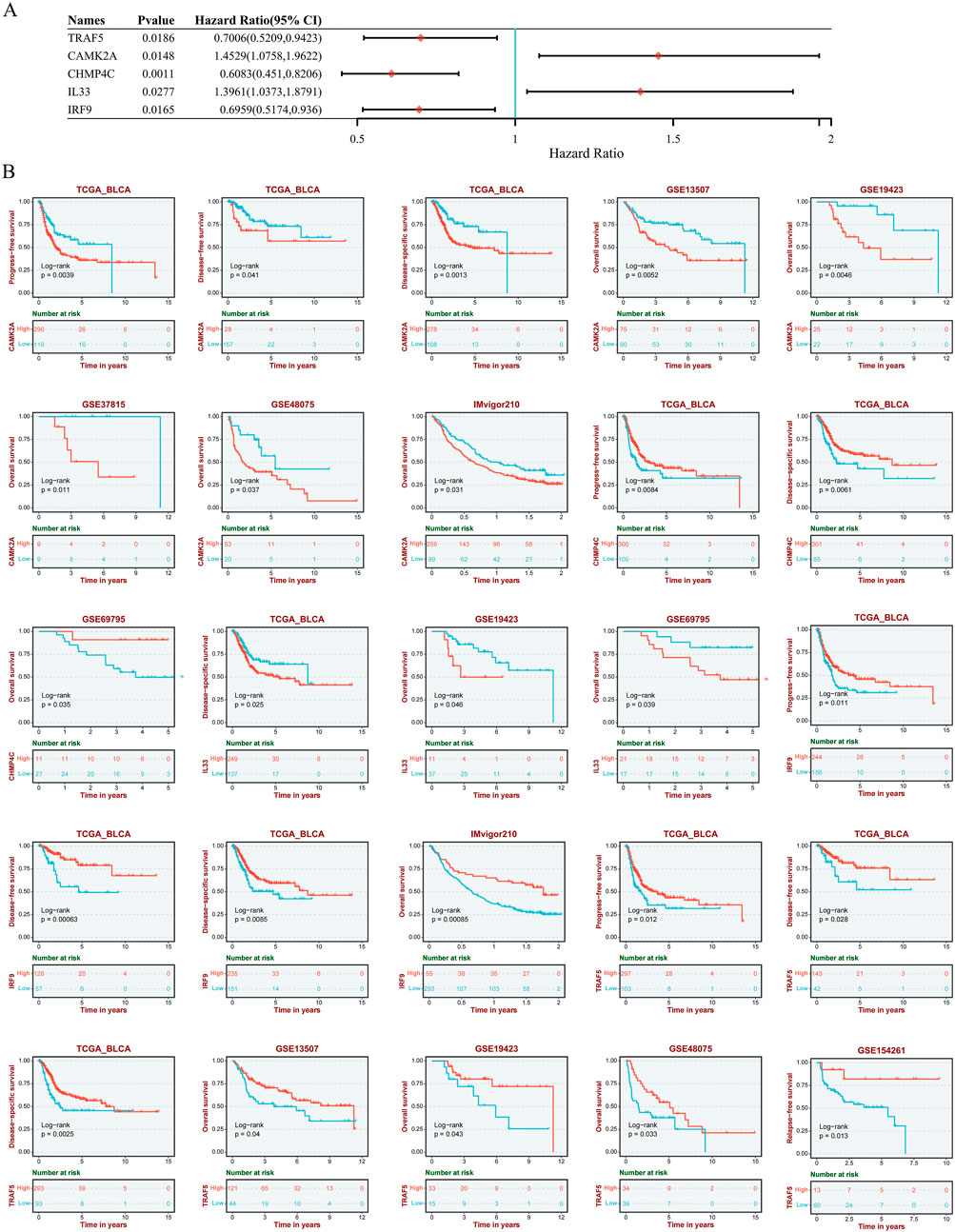 Part A shows a forest plot depicting hazard ratios and confidence intervals for five genes: TRAF5, CAMK2A, CHMP4C, IL33, and IRF9. Part B contains a series of Kaplan-Meier survival curves for different datasets related to bladder cancer (BLCA), illustrating survival differences in groups with statistical significance levels.