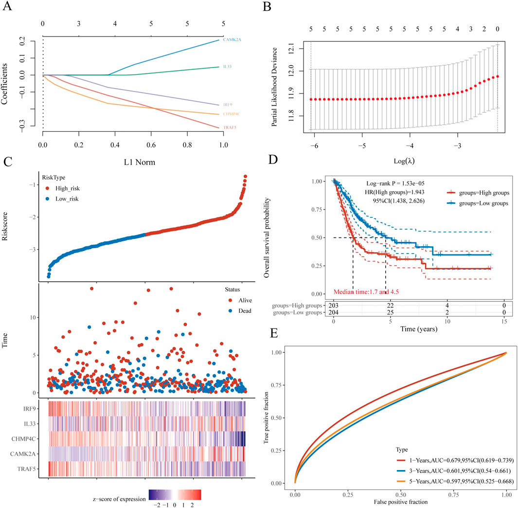 Graphical abstract depicting various analyses of a dataset. Panel A shows coefficient paths for five variables over L1 norm. Panel B presents partial likelihood deviance with different lambda values. Panel C includes a risk score distribution with an expression heatmap and survival status scatterplot. Panel D is a Kaplan-Meier survival plot comparing high and low-risk groups with statistics. Panel E contains ROC curves for 1, 3, and 5-year predictions with AUC values.