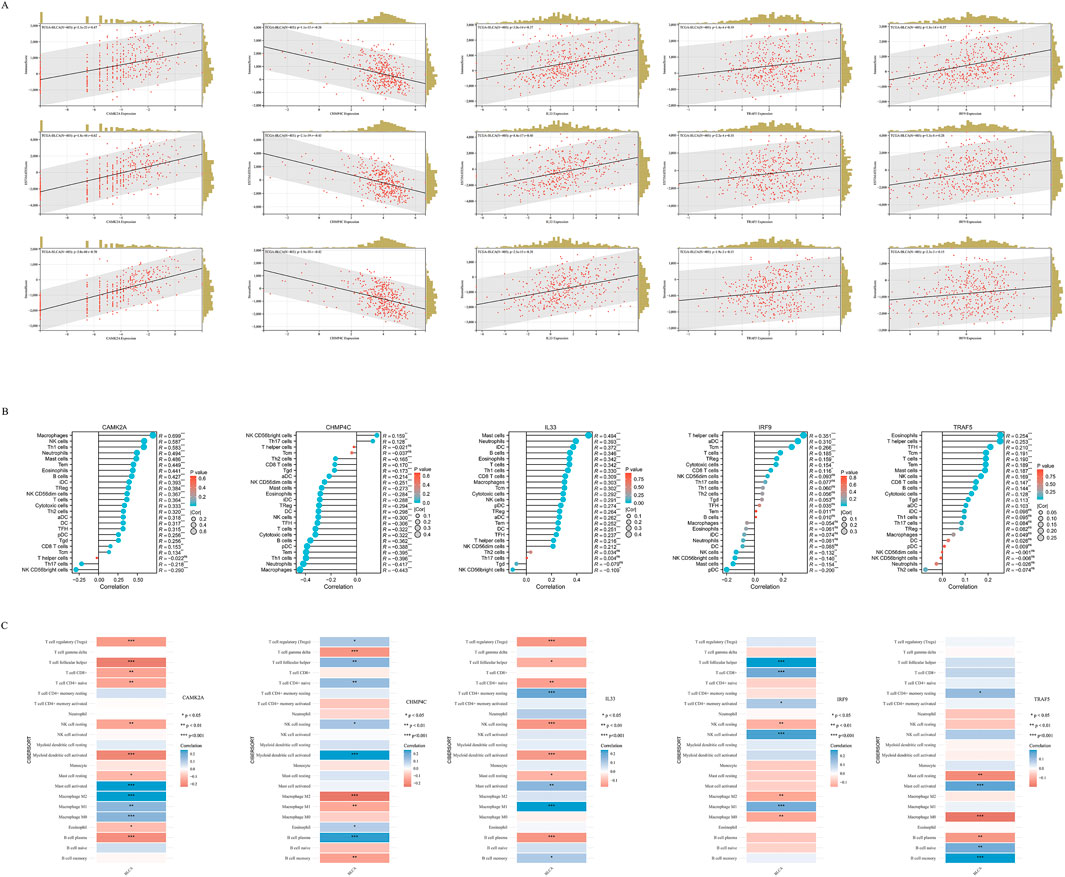 Panel A shows scatter plots with regression lines, depicting the relationship between immune score and various expressions. Panel B contains bar graphs displaying correlations between different genes and cell types, with color scales indicating significance. Panel C presents heatmaps illustrating expression levels of specific genes across immune cells, with blue to red gradients showing intensity differences.