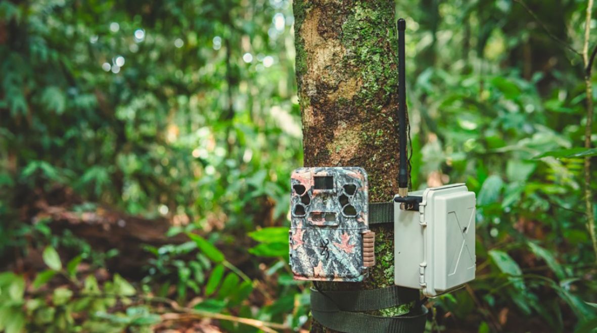 A Sentinel device connected to a trail camera with camouflage casing. Credit. Conservation X Labs.