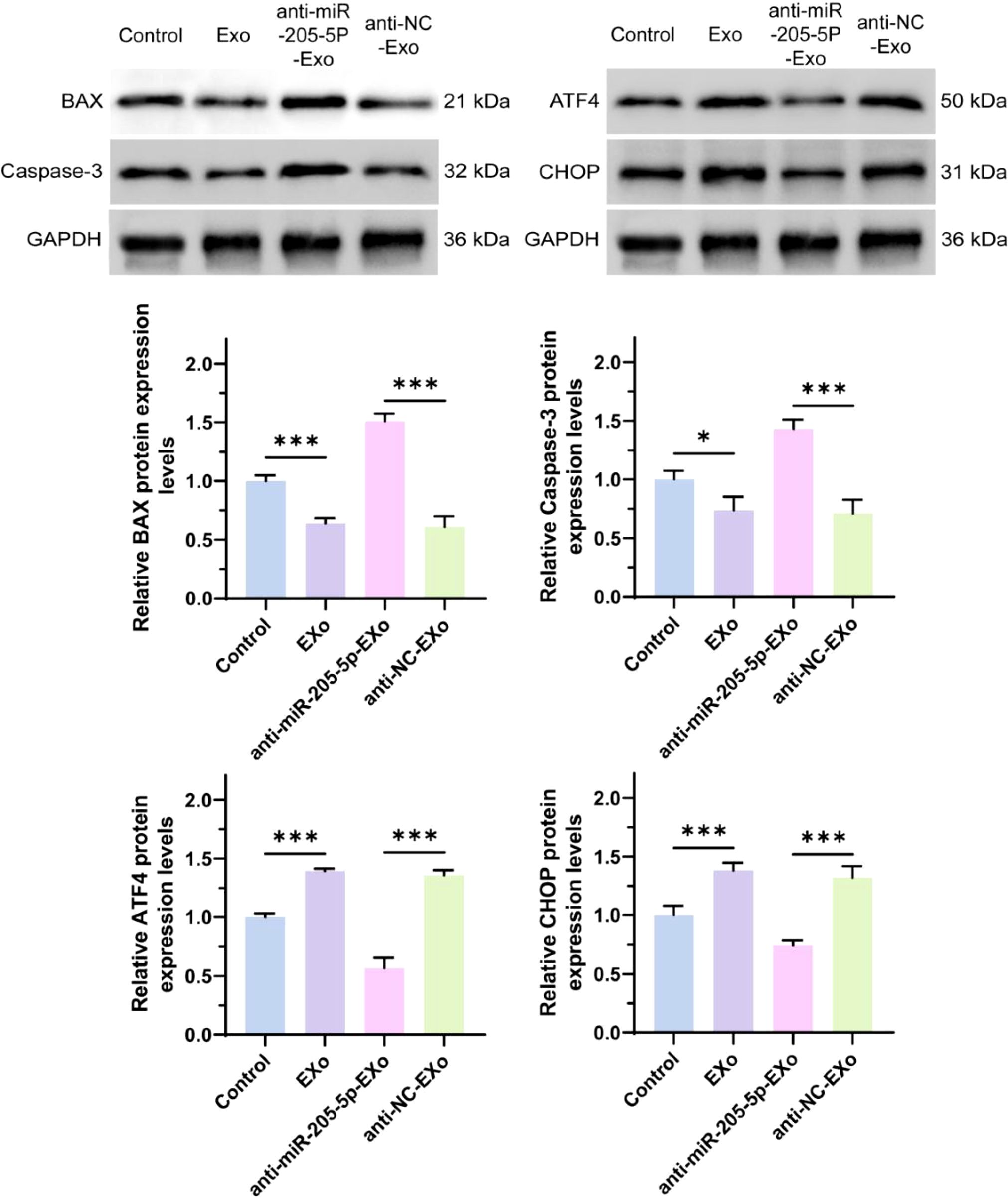Western blot and bar graphs showing expression levels of BAX, Caspase-3, ATF4, and CHOP proteins across different treatments: Control, Exosome (Exo), anti-miR-205-5P-Exo, and anti-NC-Exo. GAPDH serves as the loading control. Bar graphs below illustrate relative expression levels with significant differences indicated by asterisks.