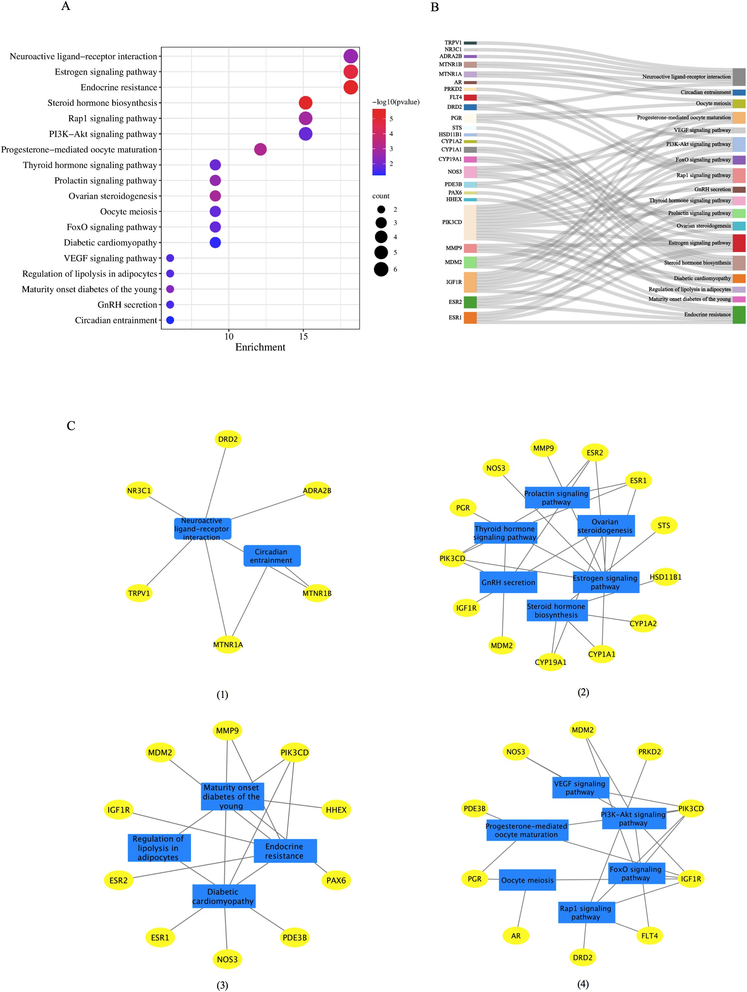 A composite image containing three charts. Panel A: A bubble plot showing pathway enrichment. Pathways are listed on the y-axis, while enrichment is on the x-axis. Bubble size indicates count, and color represents -log10(p-value). Panel B: A Sankey diagram mapping genes to enriched pathways, illustrating the flow and relationships between them. Panel C: Four network diagrams: 1. Top-left: Neuroactive ligand-receptor interaction and circadian entrainment networks. 2. Top-right: Prolactin signaling with hormone biosynthesis networks. 3. Bottom-left: Networks of diabetes, adipocyte lipolysis, and endocrine resistance. 4. Bottom-right: Networks for oocyte maturation and related signaling pathways.