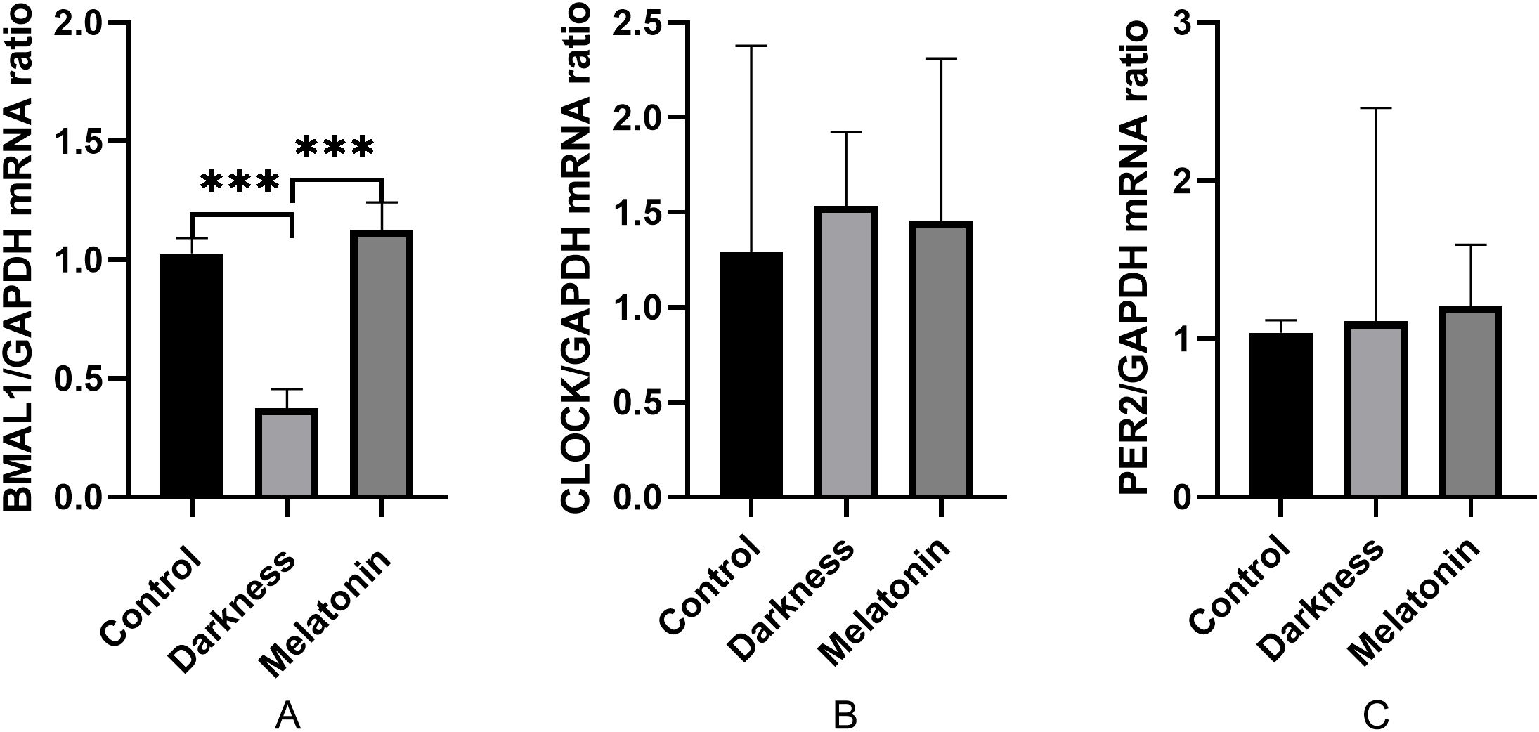 Bar graphs show mRNA ratios of BMAL1, CLOCK, and PER2 to GAPDH in Control, Darkness, and Melatonin conditions. BMAL1 is significantly lower in Darkness. No significant difference in CLOCK and PER2. Asterisks indicate statistical significance.
