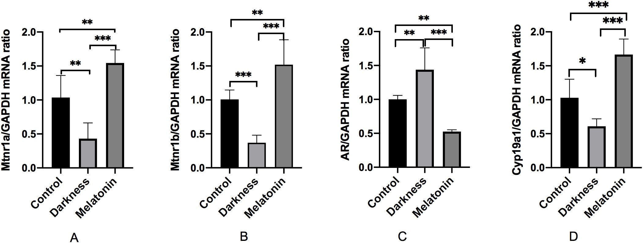 Bar graphs labeled A to D show mRNA ratios for Mtnr1a, Mtnr1b, AR, and Cyp19a1 relative to GAPDH. Conditions include Control, Darkness, and Melatonin. Statistical significance is indicated with asterisks denoting differences between groups.