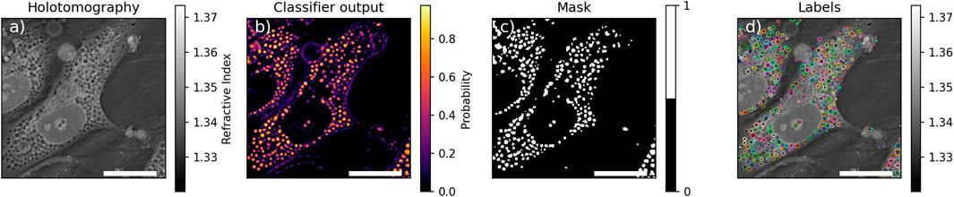 Panel of four images: a) Holotomography image displaying cellular structures with a grayscale refractive index scale ranging from 1.33 to 1.37. b) Classifier output with colored dots indicating probabilities from 0.0 to 0.8. c) Black-and-white mask highlighting detected features in white. d) Labels image with variously colored outlines marking detected objects; grayscale refractive index scale is visible.