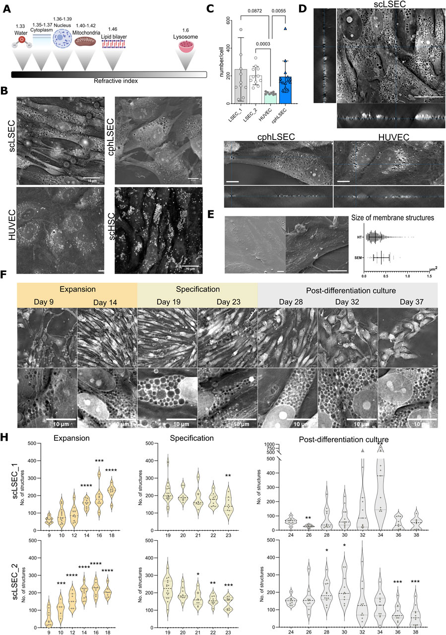Diagrams and microscopy images detail cellular structures and refractive indices. Panel A shows a gradient of refractive indices for cellular components. Panel B displays images of various cell types, including scLSEC, cphLSEC, HUVEC, and scHSC. Panel C presents a bar graph comparing the number of structures per cell across different cell types. Panel D features images of scLSEC, cphLSEC, and HUVEC. Panel E includes membrane structures and a graph comparing HT and SEM measurements. Panel F shows cellular changes over time. Panel H provides violin plots illustrating the number of structures over time across different stages.