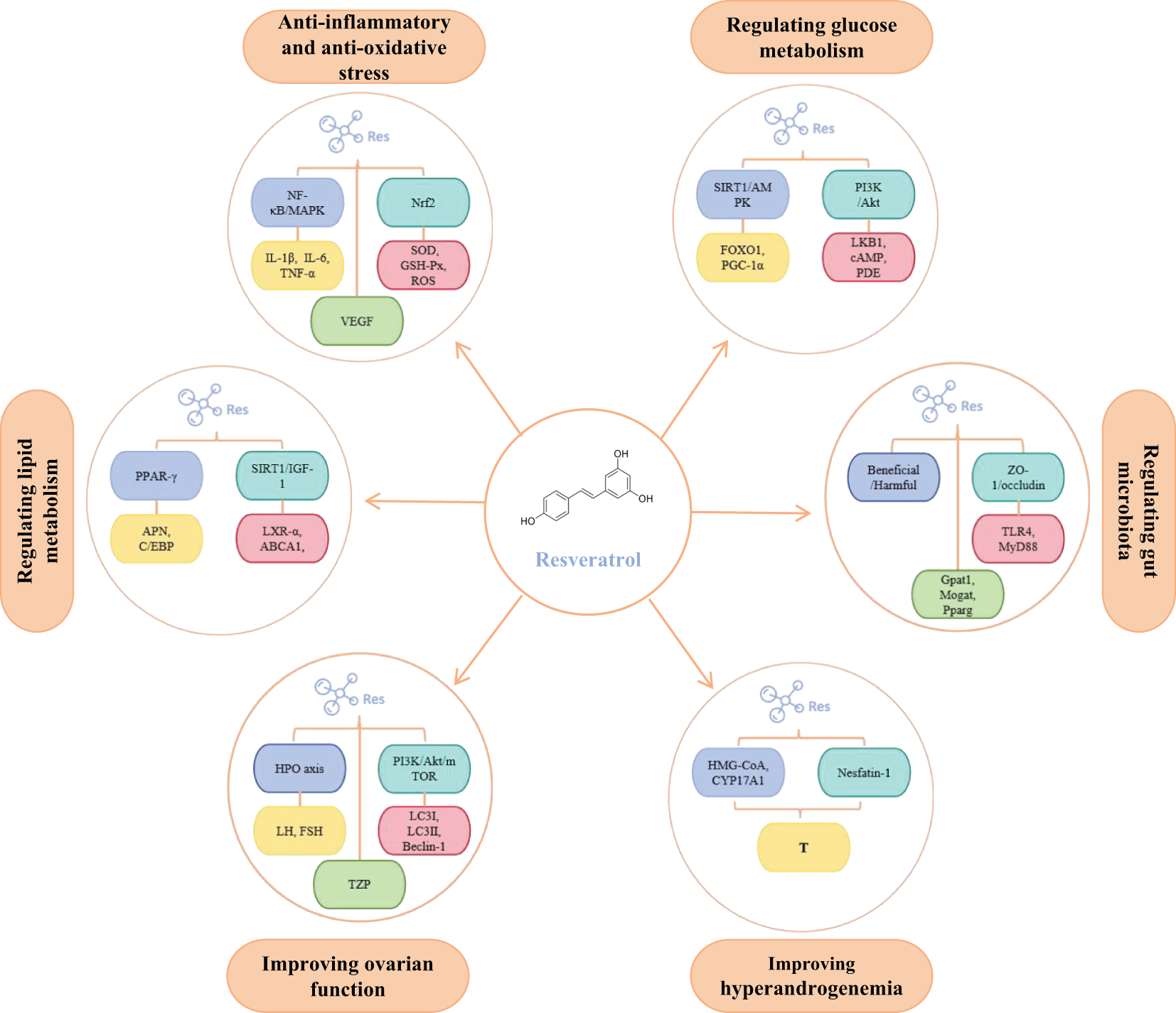 Schematic illustration of the multifaceted effects of the compound resveratrol on physiological functions. This diagram delineates the roles of resveratrol in modulating glucose and lipid metabolism, ameliorating hyperandrogenism, exerting anti-inflammatory and antioxidant stress effects, improving ovarian function, and regulating gut dysbiosis. Each effect is associated with specific biological pathways and markers, presented within distinct color-coded sections alongside key abbreviations.