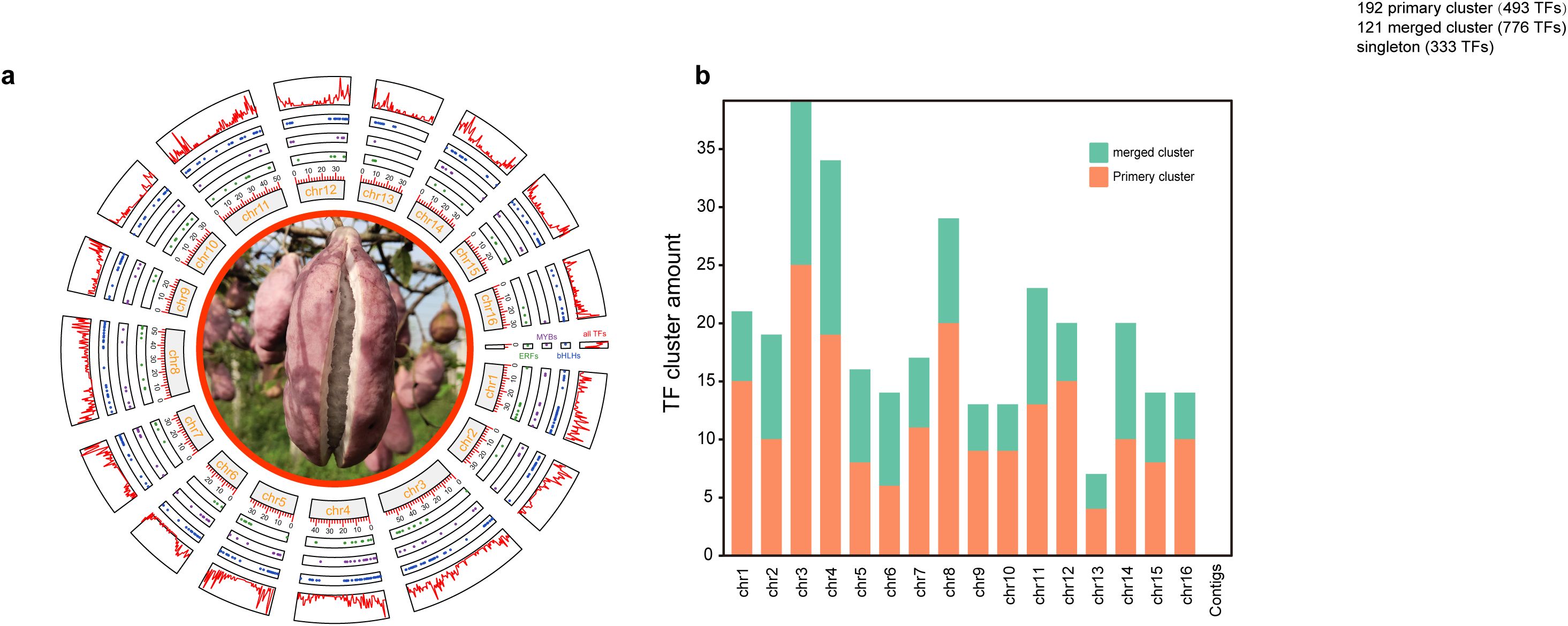 Circular infographic next to a bar chart. The circular graphic surrounds an image of a pinkish fruit and includes labeled graphs on chromosomes, showing levels of MYBs, ERFs, bHLHs, and all TFs. The bar chart compares the amount of merged and primary TF clusters across different chromosomes, with a legend indicating green for merged clusters and orange for primary clusters. Text notes different cluster counts: 192 primary (493 TFs), 121 merged (776 TFs), and singleton (333 TFs).