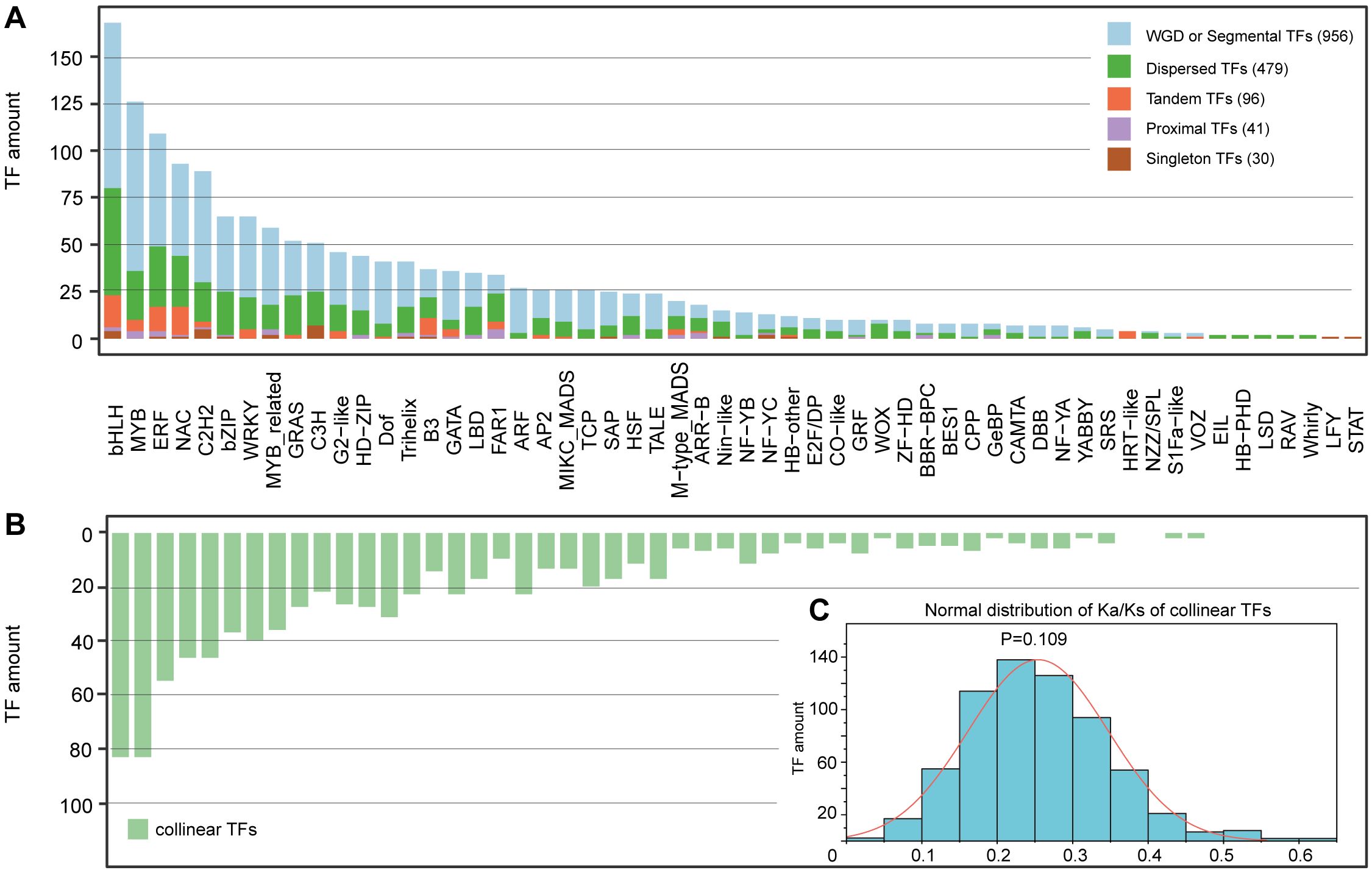 Bar charts and a histogram illustrate transcription factor (TF) distribution. Chart A displays TF types by amount with color-coded categories, dominated by WGD or segmental TFs. Chart B shows collinear TFs, while Chart C is a histogram of the Ka/Ks distribution of collinear TFs, suggesting normal distribution with P=0.109.
