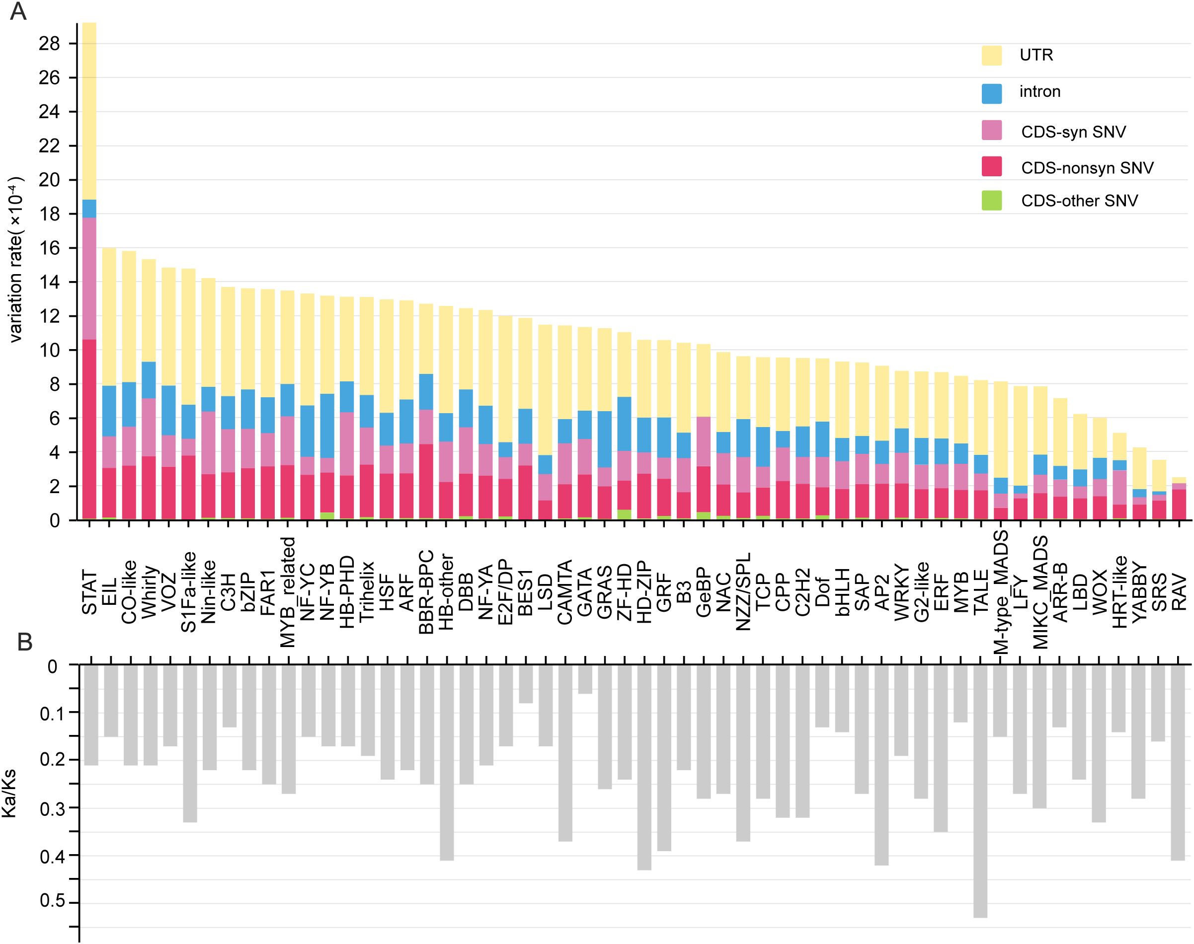 Bar chart showing variation rates and Ka/Ks ratios of different gene families. Panel A displays variation rates with components: UTR (yellow), intron (blue), CDS-syn SNV (pink), CDS-nonsyn SNV (red), and CDS-other SNV (green) across gene families. Panel B shows the Ka/Ks ratio in gray bars for the same gene families listed horizontally.