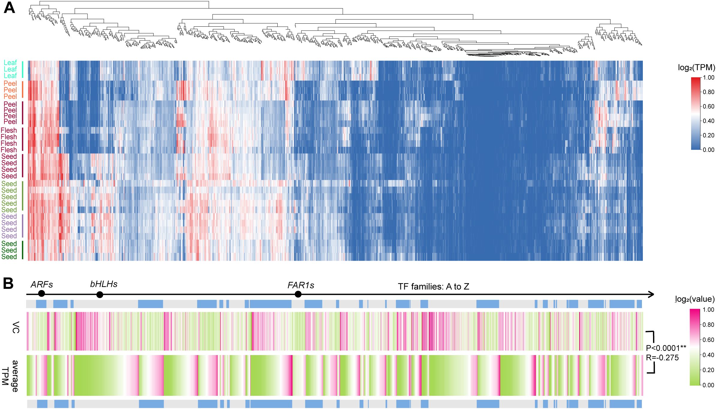 A heatmap displaying gene expression data. Part A shows hierarchical clustering of leaf, peel, flesh, and seed samples with a gradient from red to blue, indicating high to low log2(TPM) values. Part B correlates transcription factor families, ARFs, bHLHs, and FAR1s with expression patterns, using colors from red to green for log2(value). Statistical significance is marked with P<0.0001 and R=-0.275.