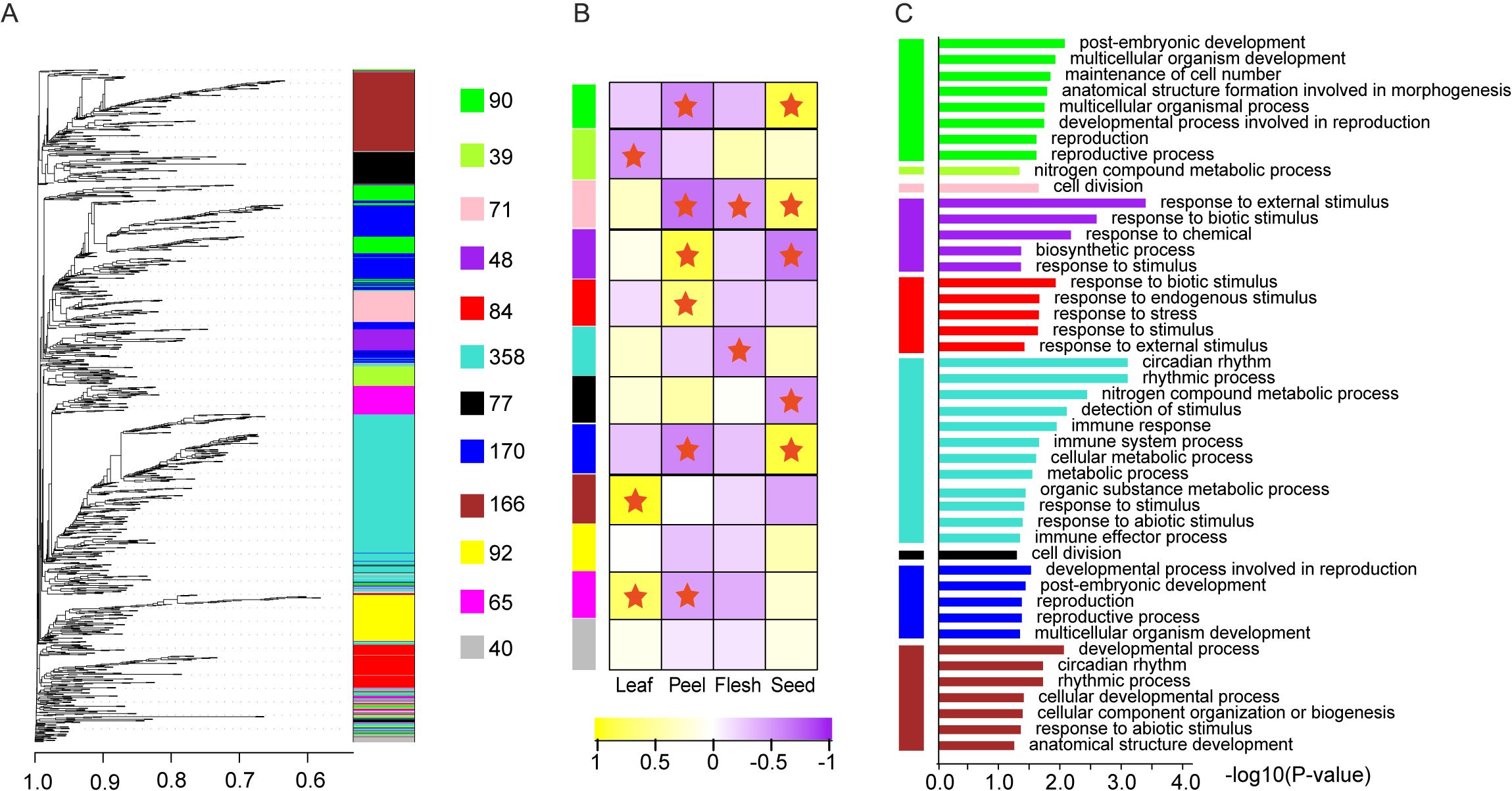 Hierarchical cluster diagram labeled A shows various groups with colored bars representing different quantities. Panel B is a heatmap with colored squares, red stars, and columns for “Leaf,” “Peel,” “Flesh,” and “Seed.” Panel C is a bar graph with colored bars aligned with terms related to biological processes on the right, showing the negative logarithm of P-values on the x-axis.