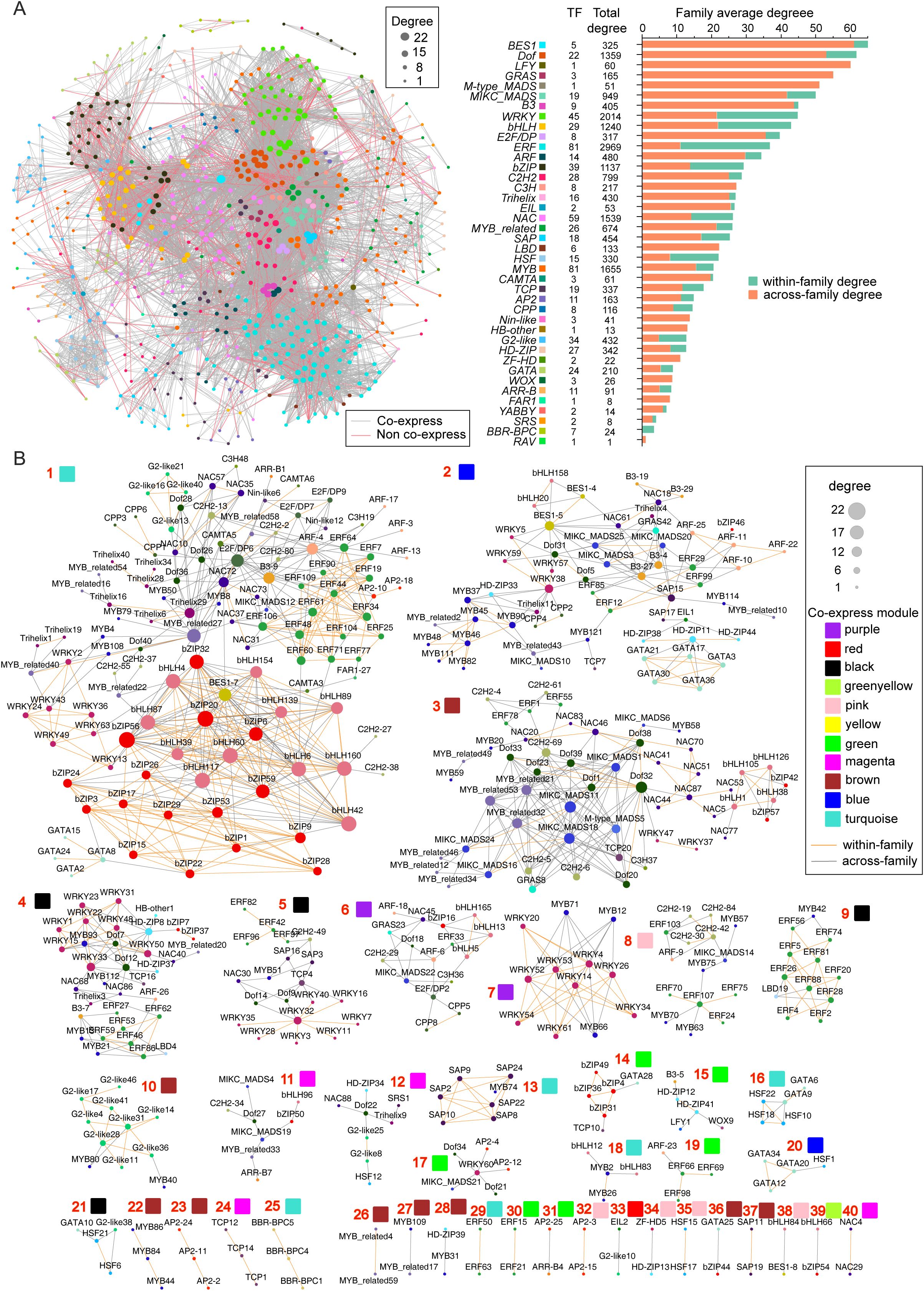 Diagram illustrating a gene co-expression network. Part A shows a network graph with nodes of varying sizes representing genes, color-coded by transcription factor families. Lines indicate co-expression, with insets showing node degree and family connections. Part B displays a detailed view of co-expression modules, with nodes grouped and color-coded by module. A bar graph on the right shows family average degrees for each transcription factor.
