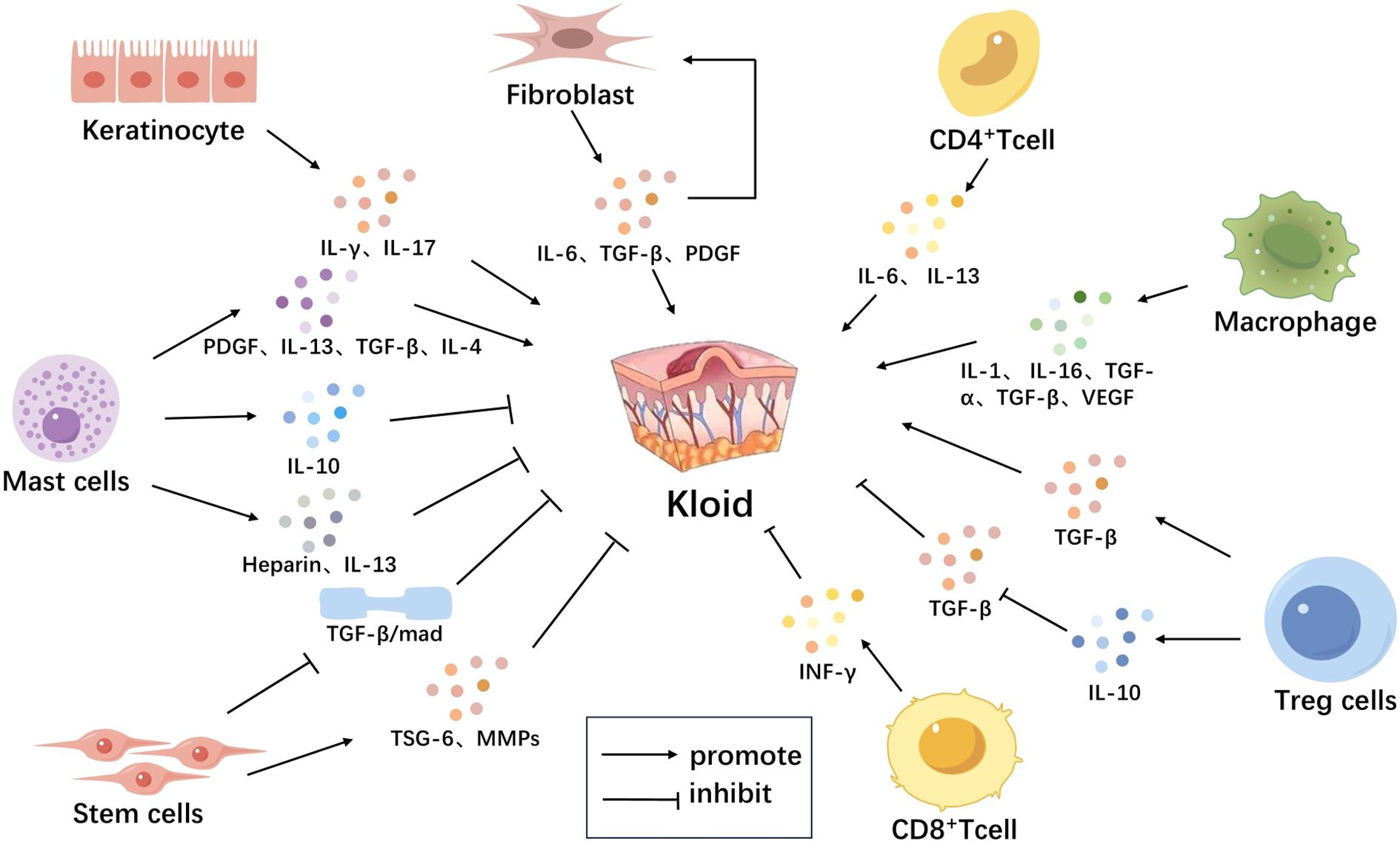 Diagram illustrating interactions of various cells and cytokines with keloid formation. Keratinocytes, fibroblasts, CD4+ T cells, CD8+ T cells, macrophages, mast cells, stem cells, and Treg cells interact via cytokines like IL-6, IL-10, IL-13, TGF-β, and others. Arrows indicate promotion or inhibition effects on keloid, with keloid represented at the center.