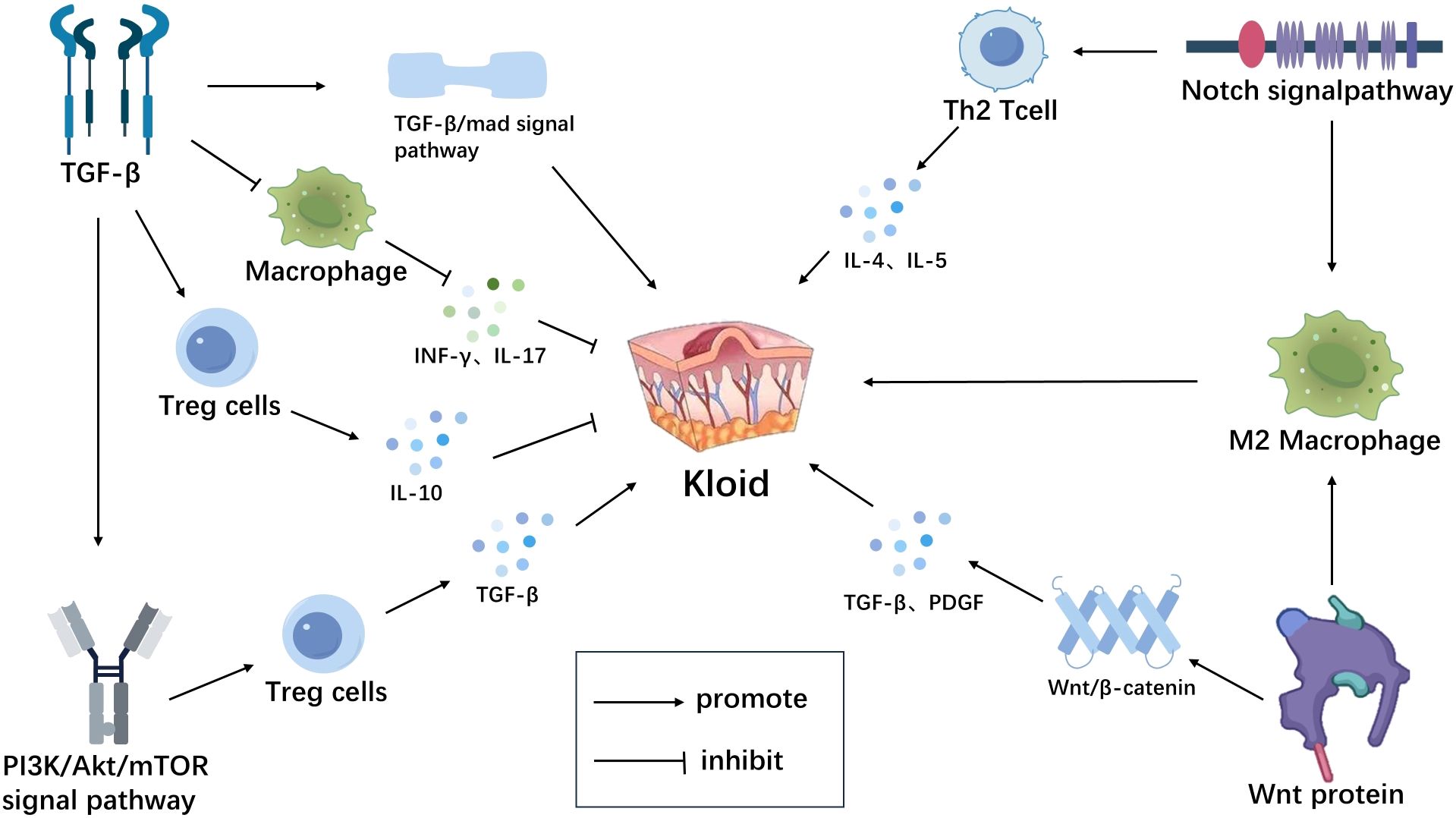Diagram showing pathways involved in keloid formation. TGF-beta and PI3K/Akt/mTOR pathways promote macrophage and Treg cell activity. Notch and Wnt/beta-catenin pathways influence M2 macrophages and Wnt proteins. Cytokines like IL-4, IL-5, IL-10, INF-gamma, and IL-17 are involved, indicating promotion or inhibition of keloid development.
