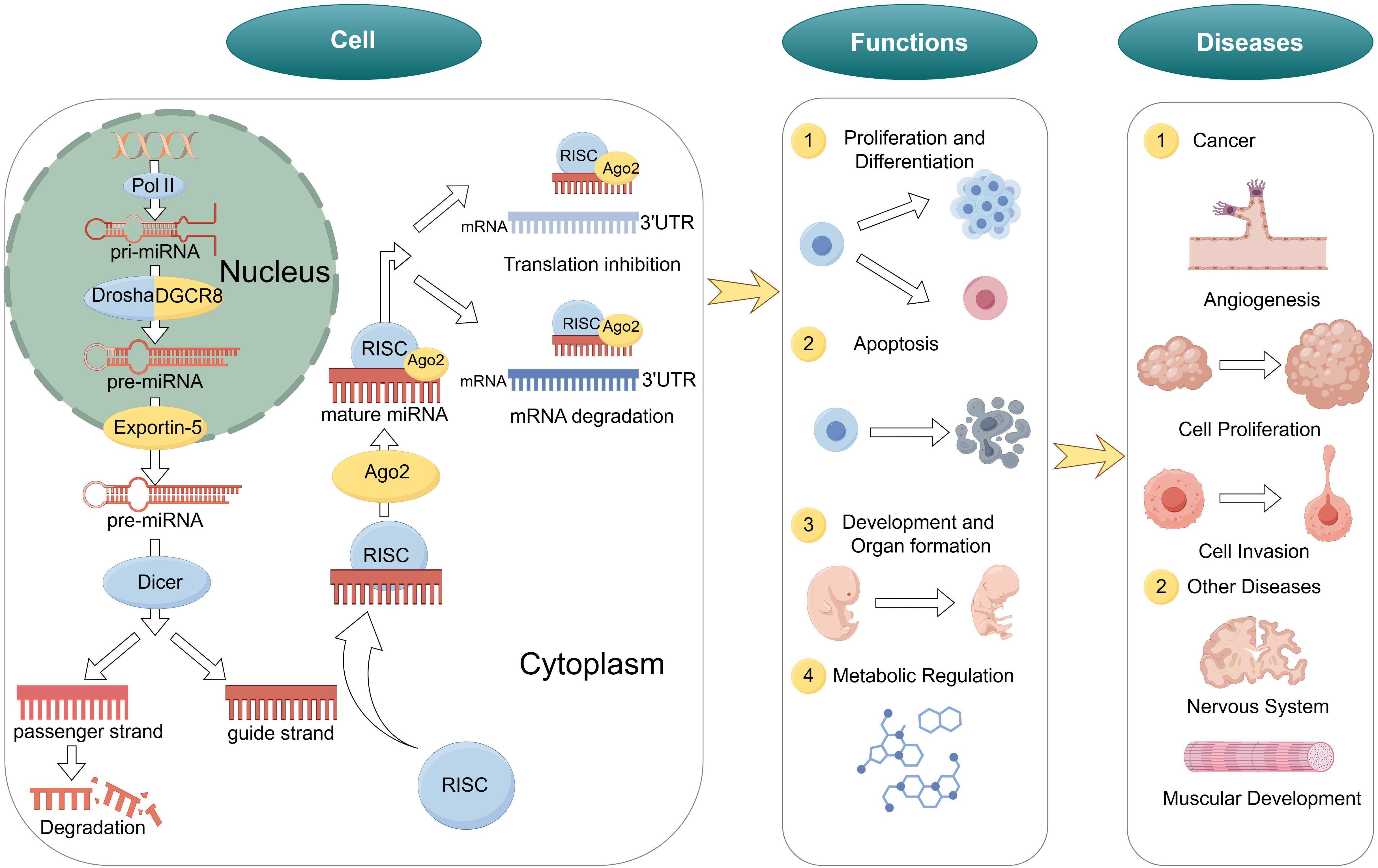 Diagram illustrating the biogenesis and functions of microRNA, along with related diseases. It shows the process from primary miRNA in the nucleus through enzymes like Drosha and Dicer, to mature miRNA and RISC complexes in the cytoplasm. Functions include cell proliferation, differentiation, apoptosis, development, organ formation, and metabolic regulation. Associated diseases are cancer, affecting cell proliferation, invasion, and other conditions related to the nervous and muscular systems.