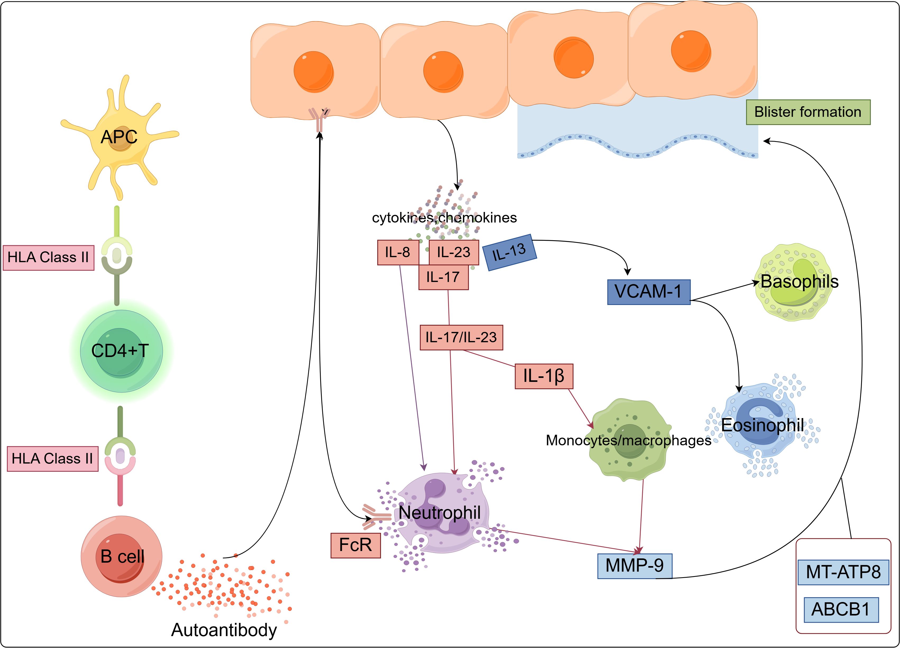 Flowchart illustrating the autoimmune blistering disease pathway.Activation of CD4+Tc ells byantigen-presenting cells (APCs)with HLA Class II triggers Bcells to produce autoantibodies. Neutrophils are activated via Fc receptors, releasingcytokines like IL-8, IL-17, and IL-23. Cytokines andc hemokines lead to activation ofmonocytes/macrophages and eosinophils, releasing MMP-9, contributing to blisterformation. VCAM-1i si nvolved with basophils and IL-13. MT-ATP8 and ABCB1 aredisplayed ontheside.