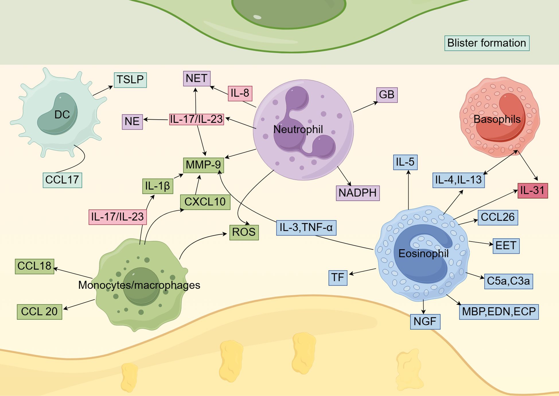 Diagram illustrating the interactions between immunecellsinvolved in blister formation. Neutrophils ,basophils, eosinophils ,dendriticcells,andmonocytes/macrophages are depicted, showing the signaling molecules exchanged,such as IL-8, IL-17/IL-23, IL-5, and others, indicated by arrows between cells. Variouspathways and factors like NET, NADPH, ROS, and CCLs are labeled, highlighting thecomplex cellular communications in the inflammatory response.