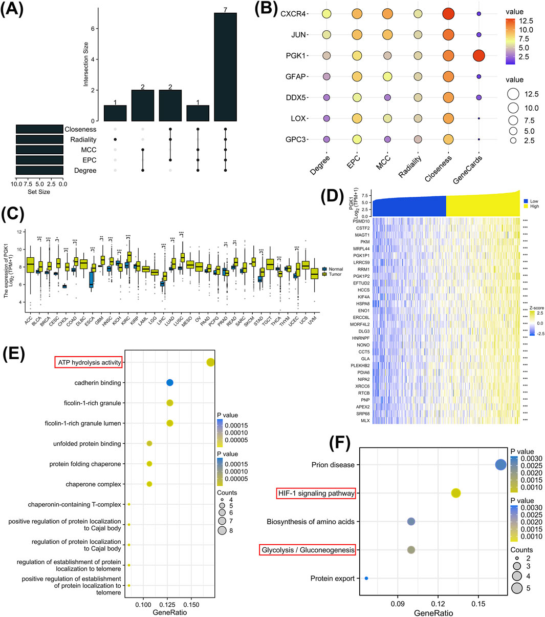 Multiple panels of bioinformatics data visualization:(A) Bar chart with numerical values showing intersection size across different metrics like Closeness and Degree.(B) Bubble chart depicting gene expressions with varying circle sizes and colors indicating values.(C) Box plot comparing gene expression in normal vs. tumor samples across multiple tissues.(D) Heatmap presenting gene expression levels with a color gradient from low to high.(E) Dot plot illustrating GO terms with gene ratio and p-value represented by size and color of dots.(F) Dot plot focusing on KEGG pathways, showing gene ratio and p-value information visually.