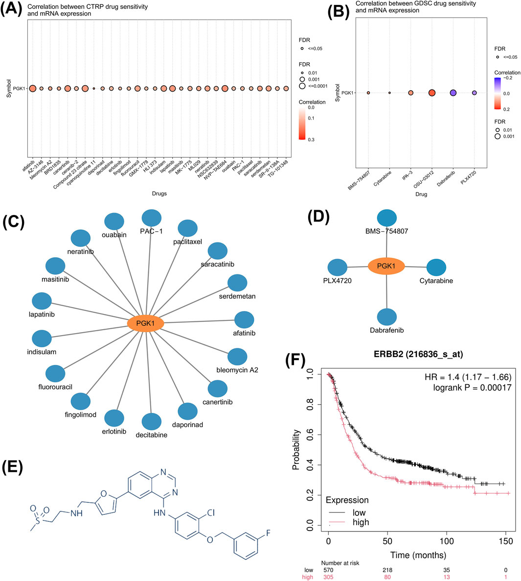 (A) Dot plot showing correlation between CTRP drug sensitivity and PGK1 mRNA expression, with FDR values. (B) Similar plot for GDSC data. (C) Network diagram of PGK1 and related drugs, showing interactions. (D) Smaller network diagram of PGK1 with four drugs. (E) Chemical structure diagram. (F) Kaplan-Meier plot for ERBB2 expression, showing survival probabilities, hazard ratio, and significance.