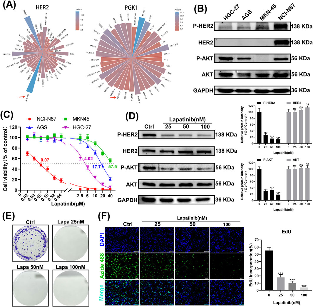 Panel A shows radial plots comparing HER2 and PGK1 expression across various samples. Panel B presents Western blot analysis for P-HER2, HER2, P-AKT, and AKT across different cell lines. Panel C is a graph depicting cell viability in response to varying concentrations of Lapatinib for several cell lines, with IC50 values annotated. Panel D includes Western blot data for the effects of Lapatinib on protein expression and corresponding bar graphs illustrating relative protein intensity. Panel E displays cell colony formation assays under different Lapatinib concentrations. Panel F shows images of cells stained with DAPI and Azide 488 at different Lapatinib doses, accompanied by a bar graph of EdU incorporation percentage.