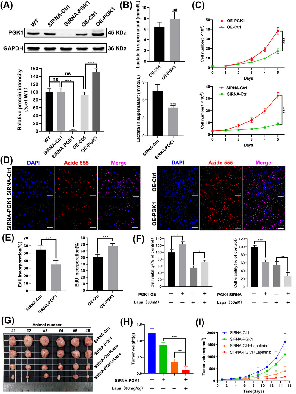 (A) Western blot showing PGK1 and GAPDH expression in different experimental conditions, with a bar graph of relative protein intensity. (B) Bar graphs showing lactate levels in supernatant for OE-Ctrl vs. OE-PGK1 and SiRNA-Ctrl vs. SiRNA-PGK1. (C) Line graphs illustrating cell number growth over five days for OE-PGK1 vs. OE-Ctrl and SiRNA-Ctrl vs. SiRNA-PGK1. (D) Fluorescent images showing DAPI and Azide 555 staining with merging for SiRNA-Ctrl, SiRNA-PGK1, OE-Ctrl, and OE-PGK1 conditions. (E) Bar graphs for EdU incorporation percentages comparing SiRNA and OE conditions. (F) Cell viability bar graphs for PGK1 OE and SiRNA with or without Lapatinib. (G) Image of tumors from six animals shown in groups for various treatments. (H) Bar graph comparing tumor weight for different treatment conditions. (I) Line graph displaying tumor volume over 16 days for different treatments.