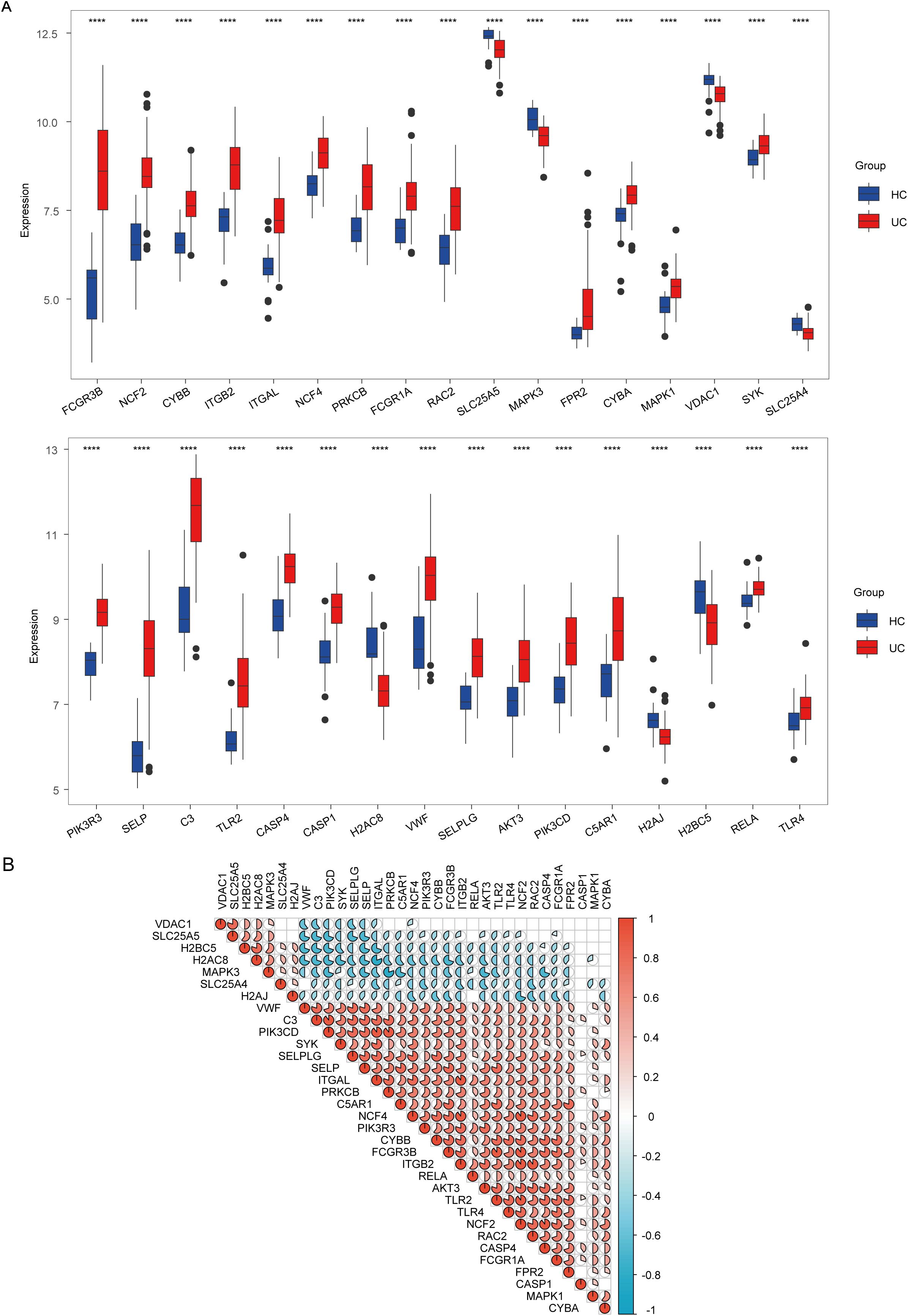 Panel A shows two box plots comparing gene expression levels between HC (Healthy Control) and UC (Ulcerative Colitis) groups, with different genes labeled on the x-axis and expression values on the y-axis. Panel B is a correlation matrix illustrating the relationships between different genes, with values ranging from -1 to 1, represented by color gradients from blue to red.