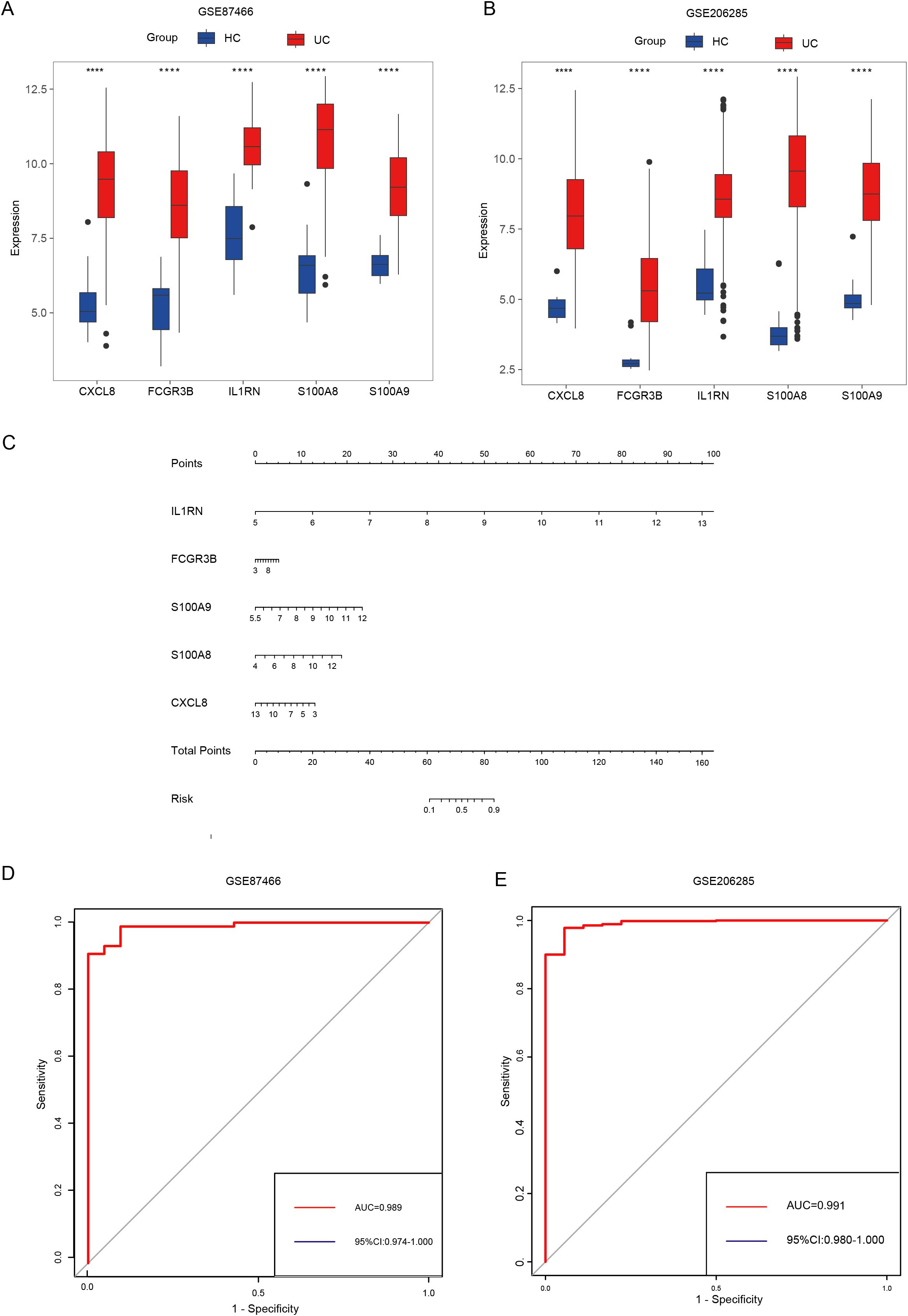 Box plots and ROC curves comparing gene expression and diagnostic performance in datasets GSE87466 and GSE206285. Panels A and B show expression levels of CXCL8, FCGR3B, IL1RN, S100A8, and S100A9 in healthy controls (blue) and UC patients (red), with significant differences marked. Panel C displays a nomogram predicting UC risk based on gene expression. Panels D and E are ROC curves for datasets GSE87466 and GSE206285, respectively, with high AUC values (0.989 and 0.991), indicating strong predictive accuracy.