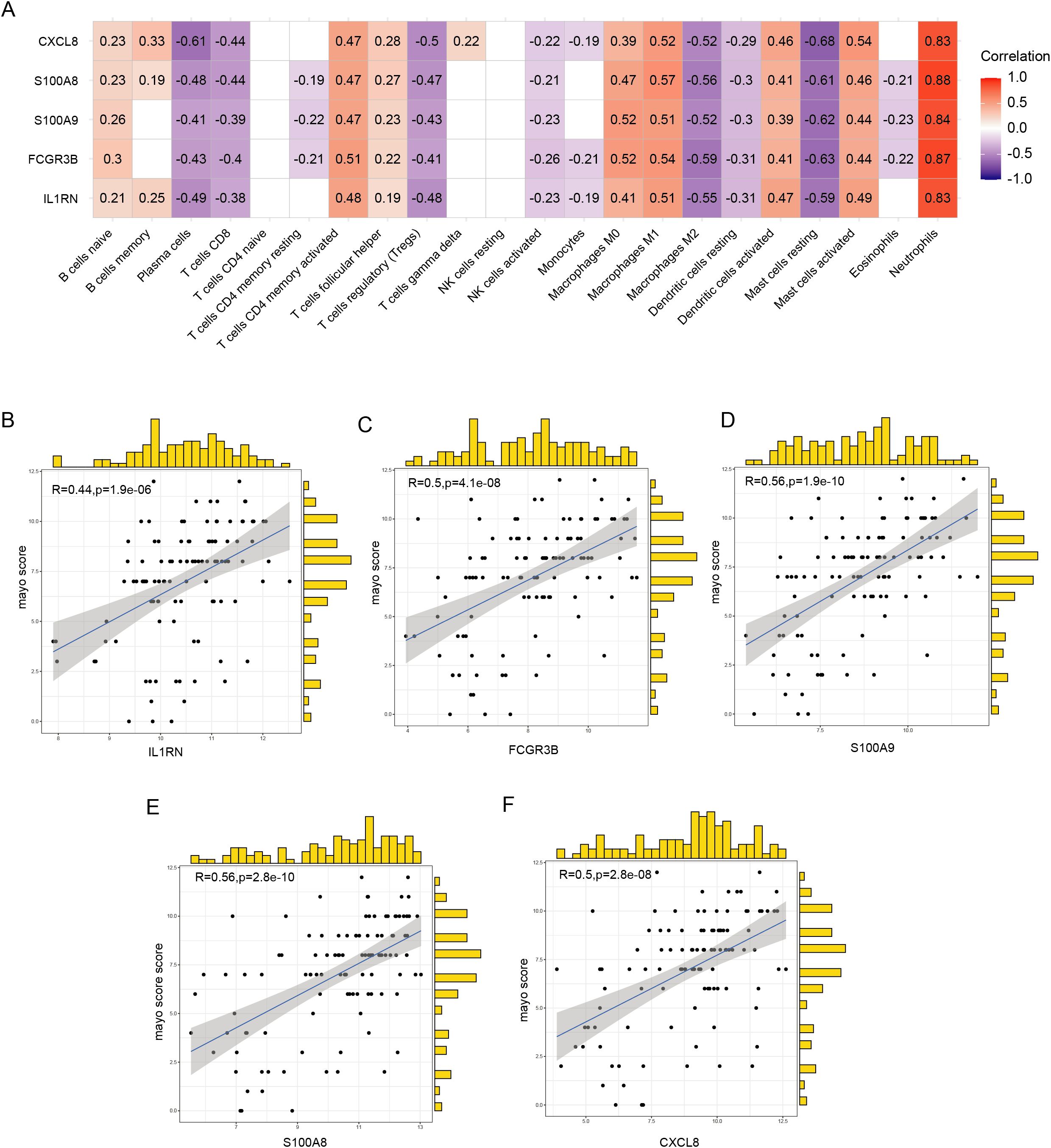 A heatmap and scatter plots showing correlations of myeloid gene expression with cell types. The heatmap (A) displays correlation coefficients between five genes (CXCL8, S100A8, S100A9, FCGR3B, IL1RN) and various immune cell types, with values ranging from -0.61 to 0.84 and color-coded from purple to red. Scatter plots (B-F) exhibit relationships between myeloid scores and gene expressions (IL1RN, FCGR3B, S100A9, S100A8, CXCL8) with correlation coefficients ranging from 0.44 to 0.56 and associated p-values. Yellow histograms indicate distribution data for each gene expression and myeloid score.
